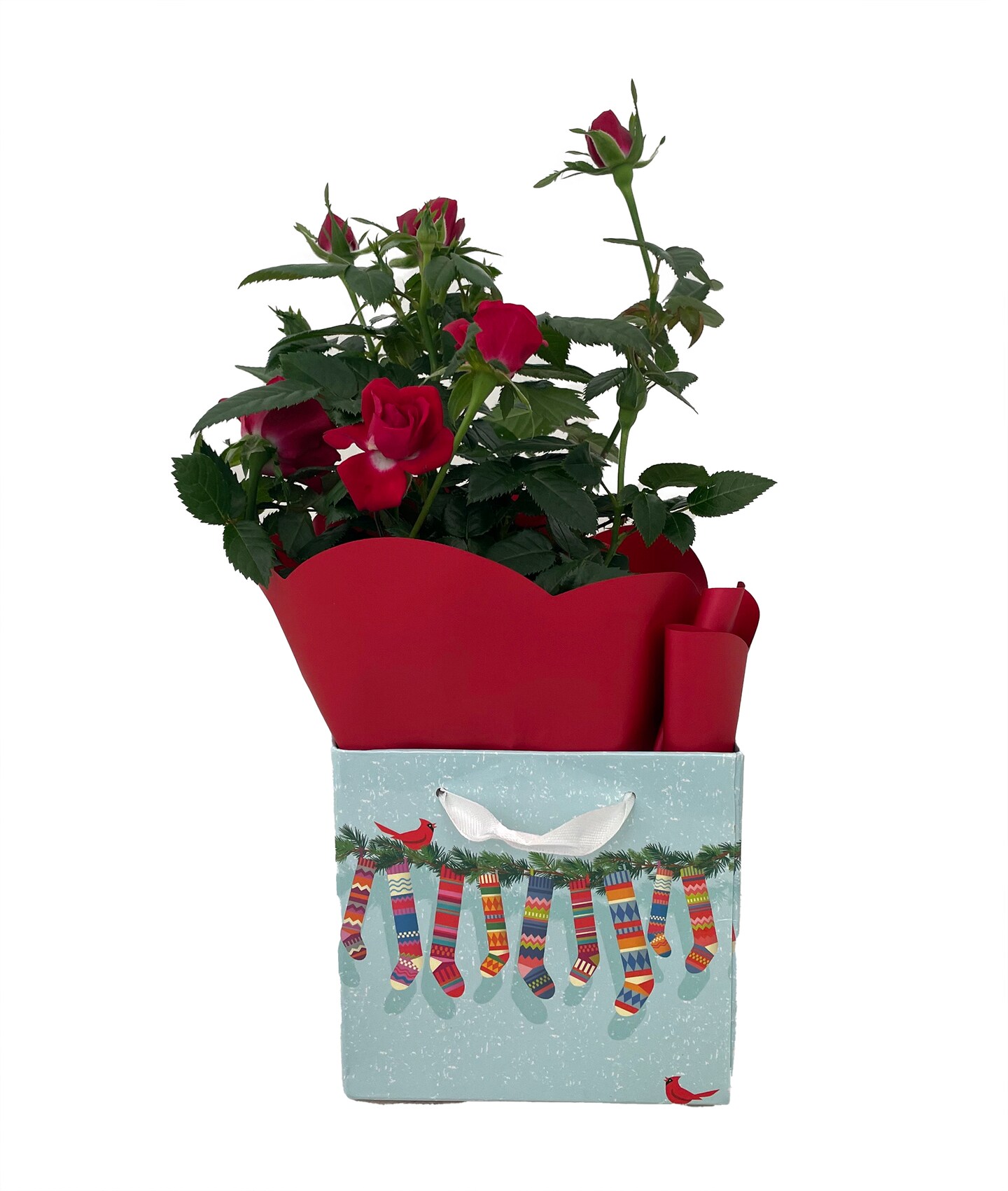 Red Miniature Kordana Rose Bush in Holiday Gift Box - Great Gift!