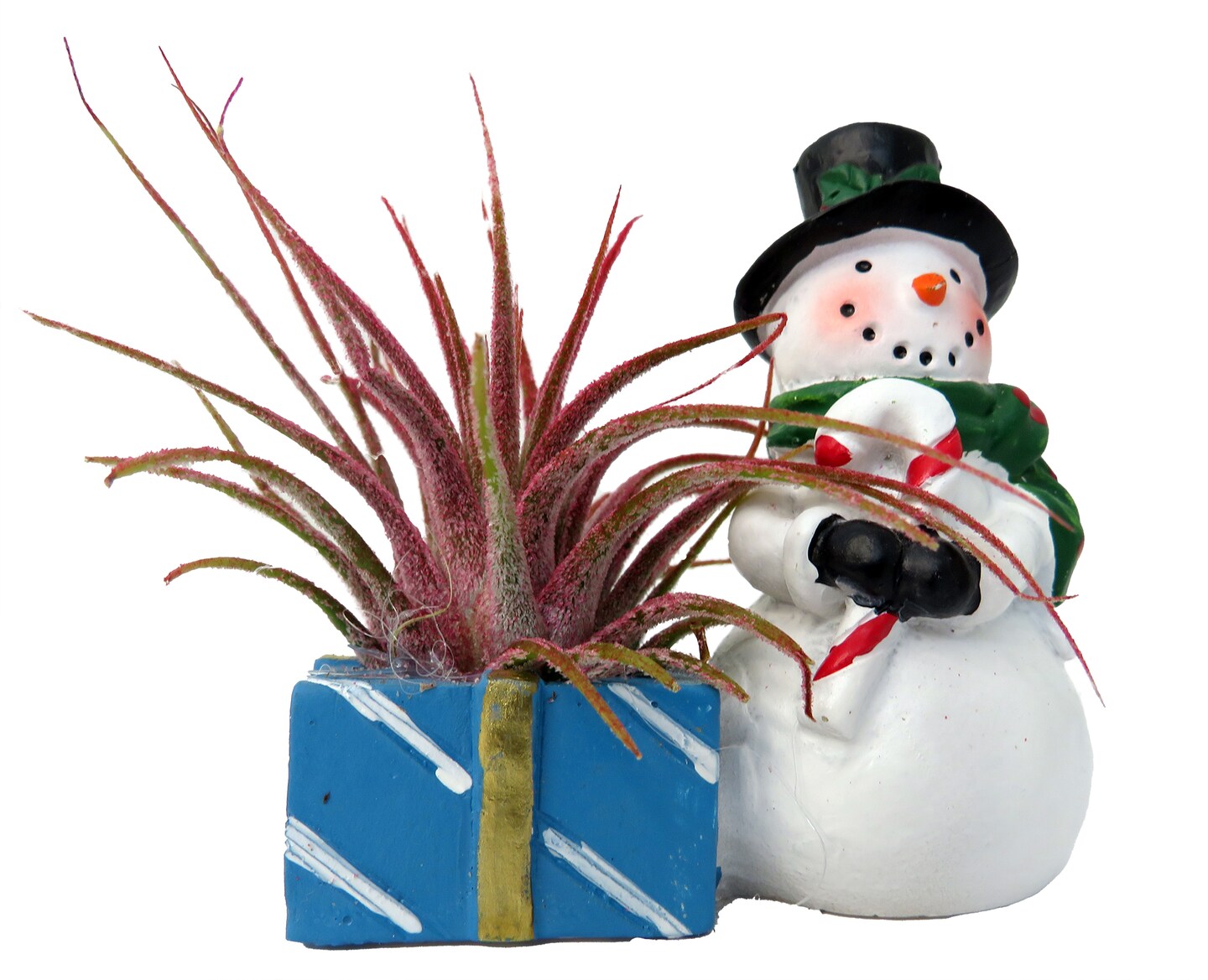 Ceramic Snowman with Candy Cane Planter plus Live Air Plant - Tillandsia