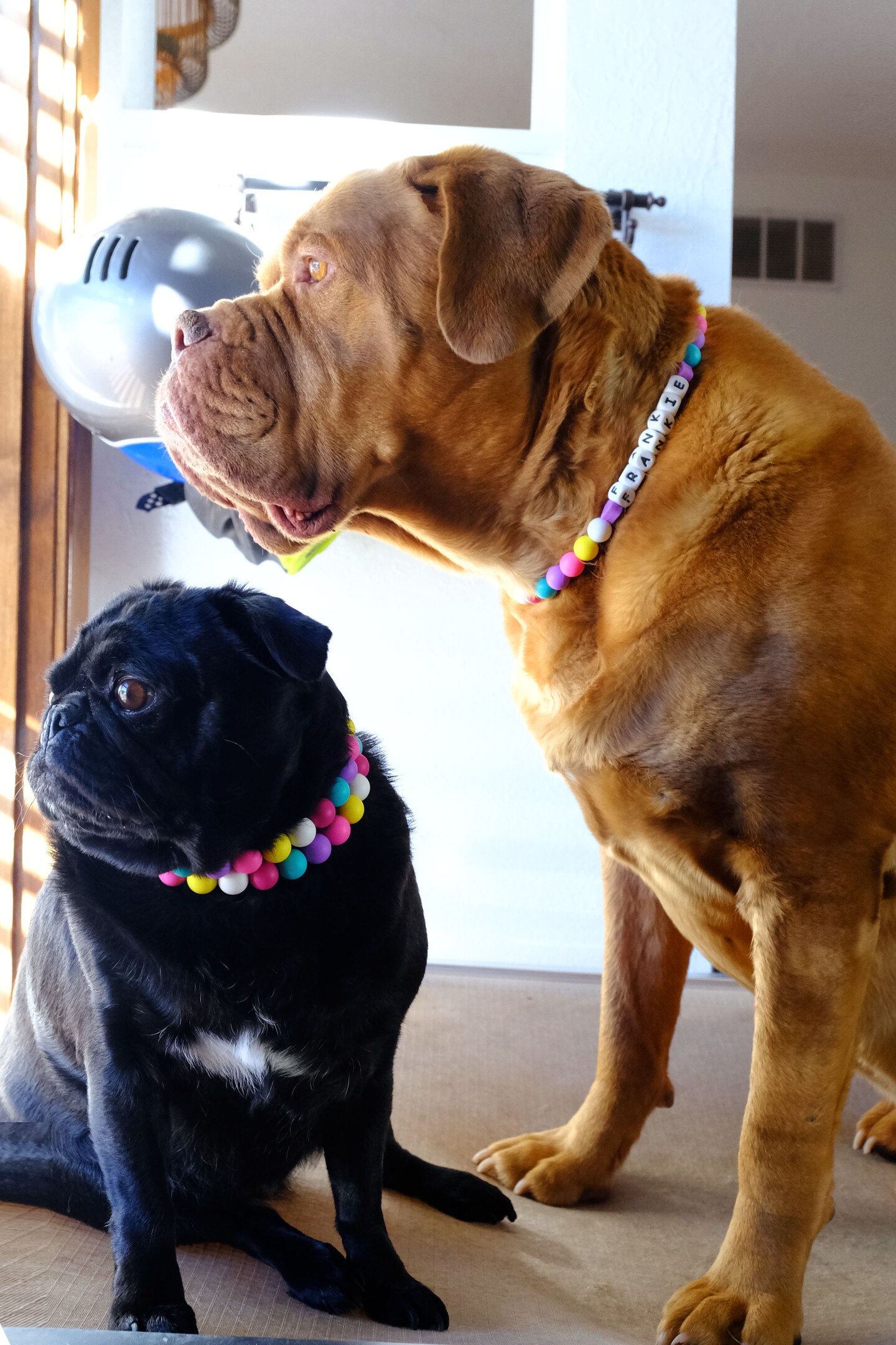 Friendship Bracelet Matching Dog Collar And Human Bracelet Bow Tie