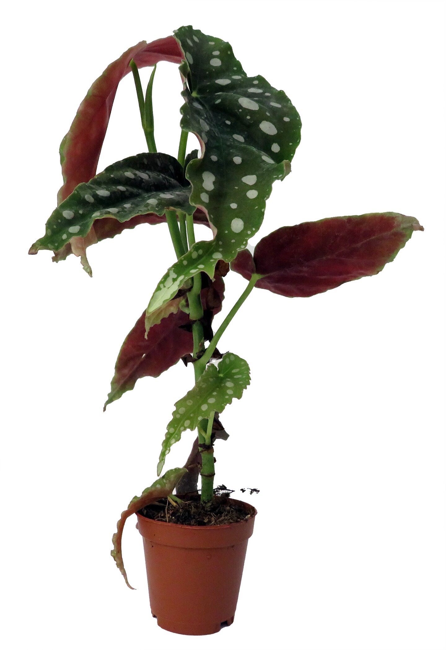 Rare Polka Dot Bat Wing Begonia Plant - Begonia Maculata - 2&#x22; Pot