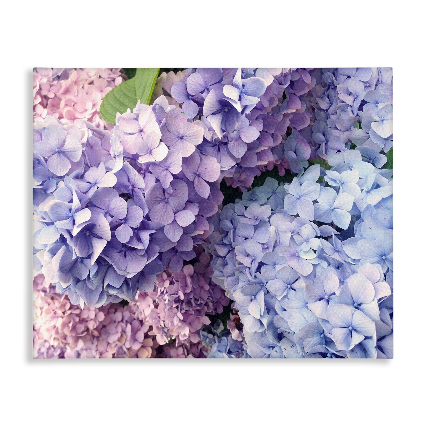 Stupell Industries Pastel Hydrangea Flower Petals Canvas Wall Art