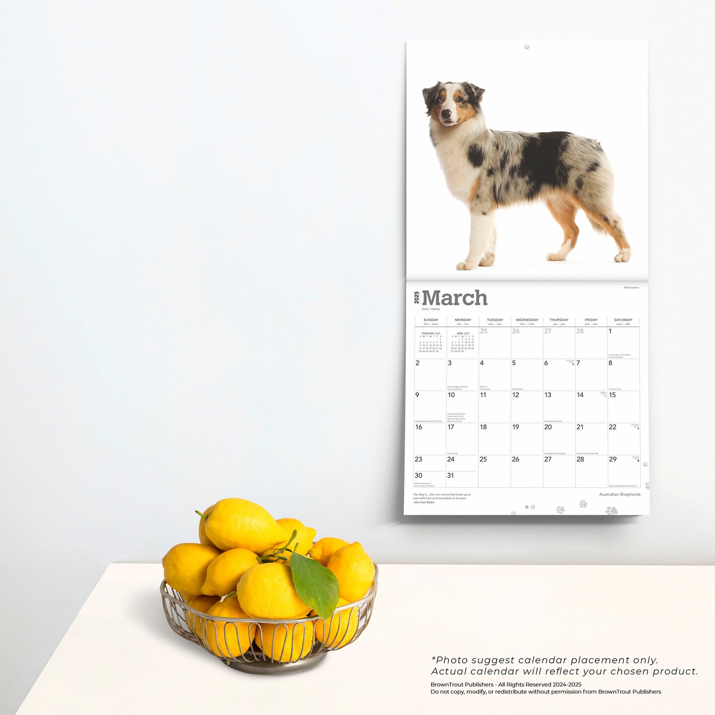Australian Shepherds | 2025 12 x 24 Inch Monthly Square Wall Calendar | Plastic-Free | BrownTrout | Animals Dog Breeds