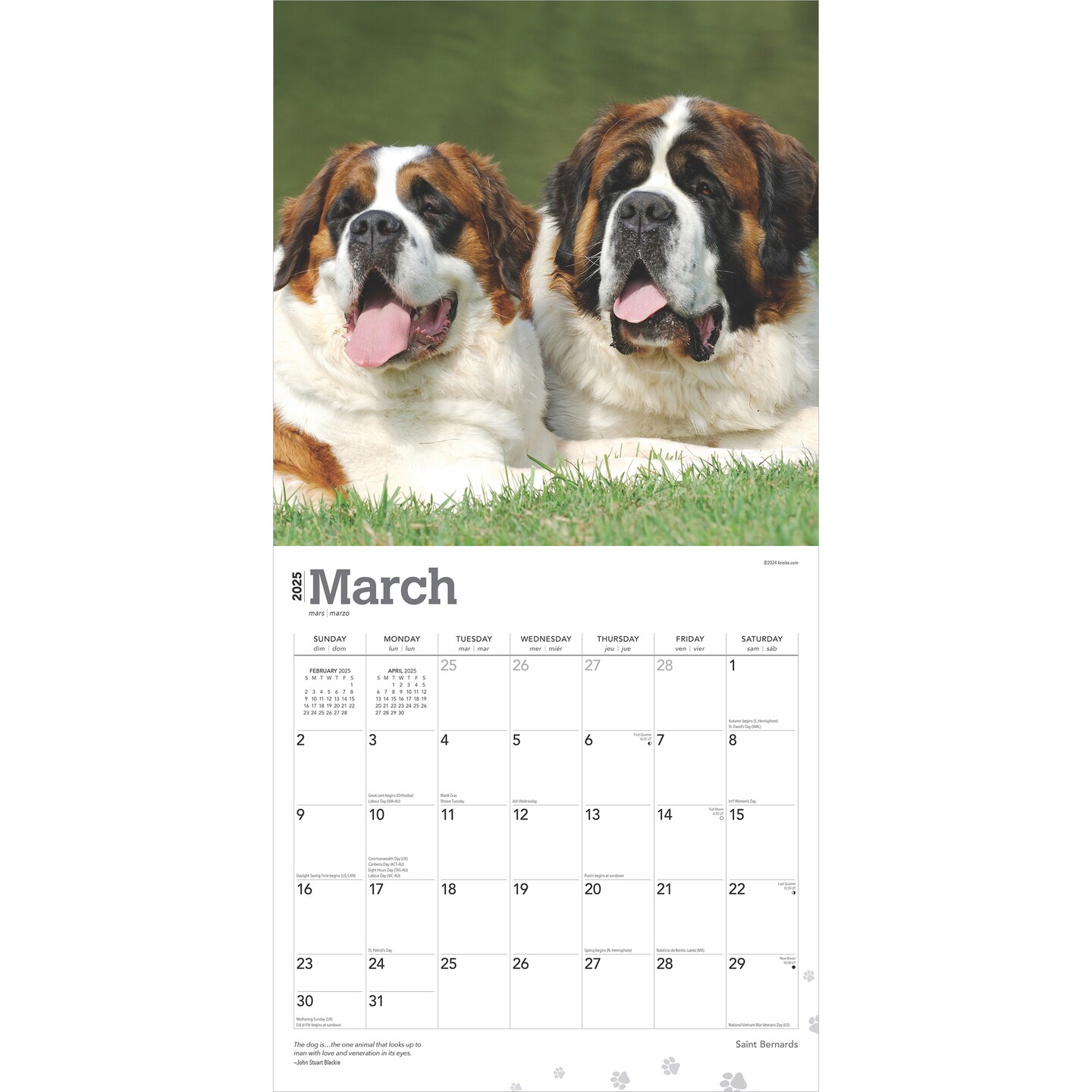Saint Bernards | 2025 12 x 24 Inch Monthly Square Wall Calendar | Plastic-Free | BrownTrout | Animals Dog Breeds