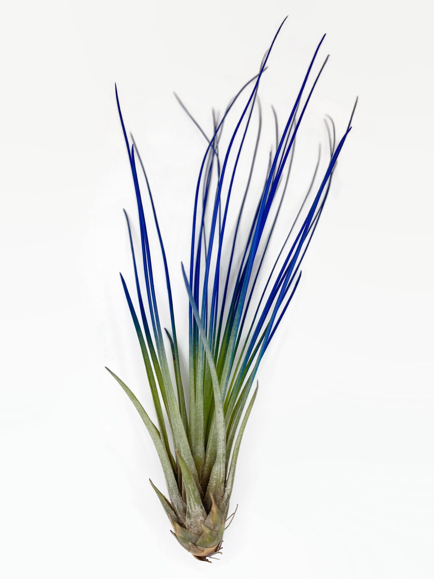Blue Enhanced Juncifolia Guatemala Tillandsia Air Plant, Guatemala Air Plant, Air Plant, Airplant, Wholesale, Terrarium, Enhanced AirPlant product 2