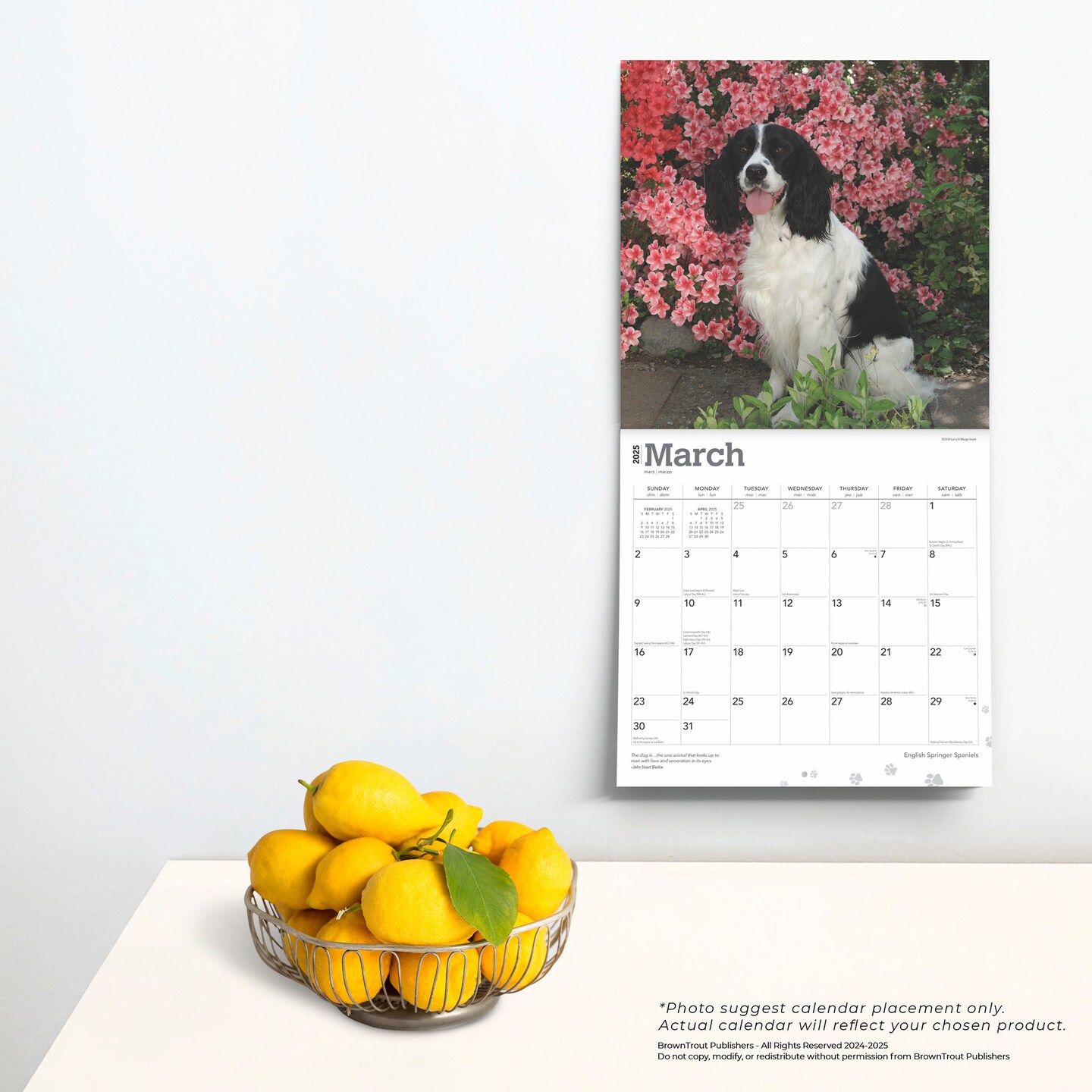 English Springer Spaniels | 2025 12 x 24 Inch Monthly Square Wall Calendar | Plastic-Free | BrownTrout | Animals Dog Breeds