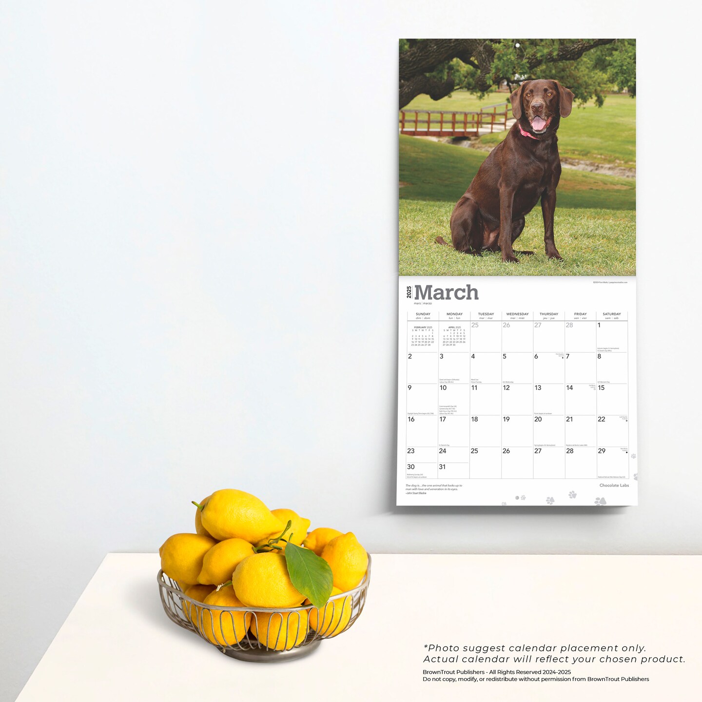 Chocolate Labrador Retrievers | 2025 12 x 24 Inch Monthly Square Wall Calendar | Plastic-Free | BrownTrout | Animals Dog Breeds