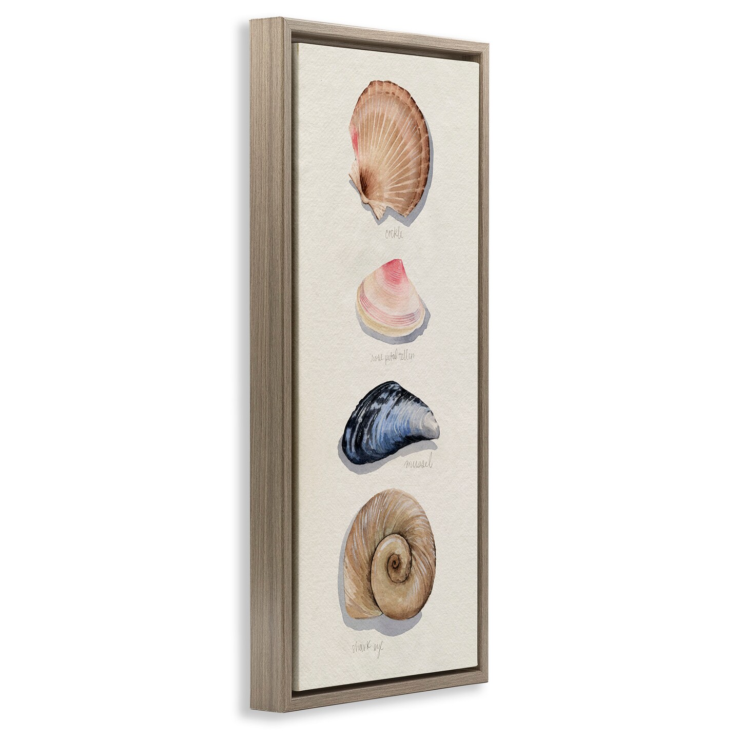 Stupell Industries Traditional Nautical Sea Shells Framed Floater Canvas Wall Art