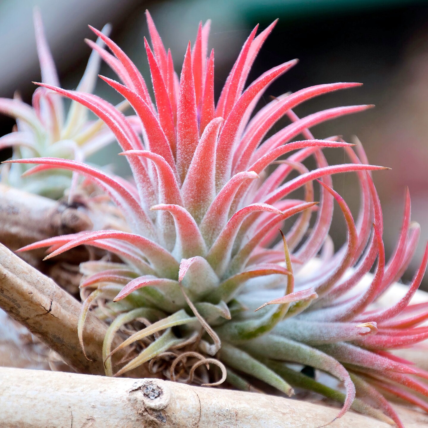 Buy 1 Get 1 FREE Pink THIN Argentina Air Plant Guatemala Tillandsia, Air  Plant Gift, Air plants, Terrarium Plants, Enhanced Air Plants | MakerPlace  by Michaels
