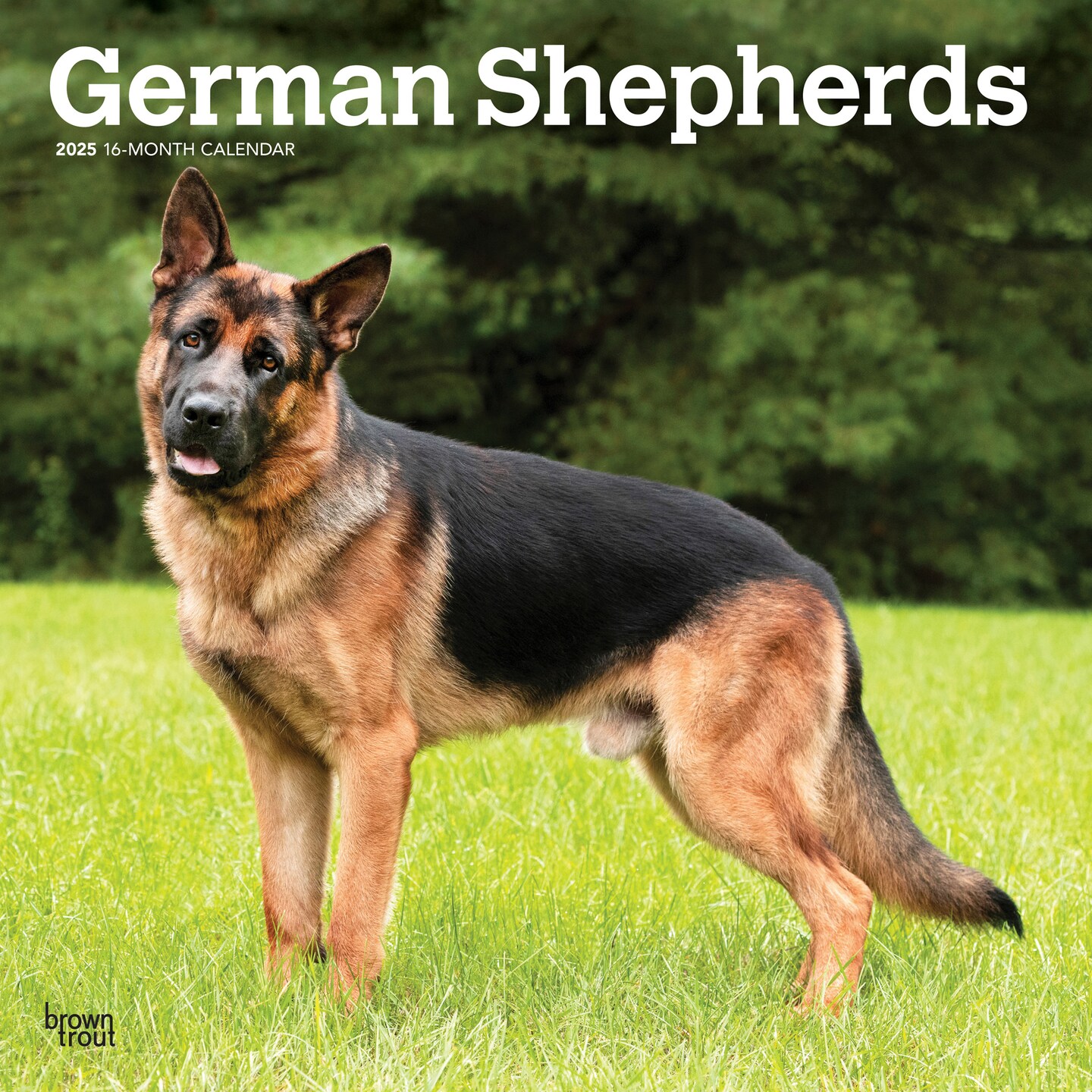 German Shepherds | 2025 12 x 24 Inch Monthly Square Wall Calendar | Plastic-Free | BrownTrout | Animals Dog Breeds