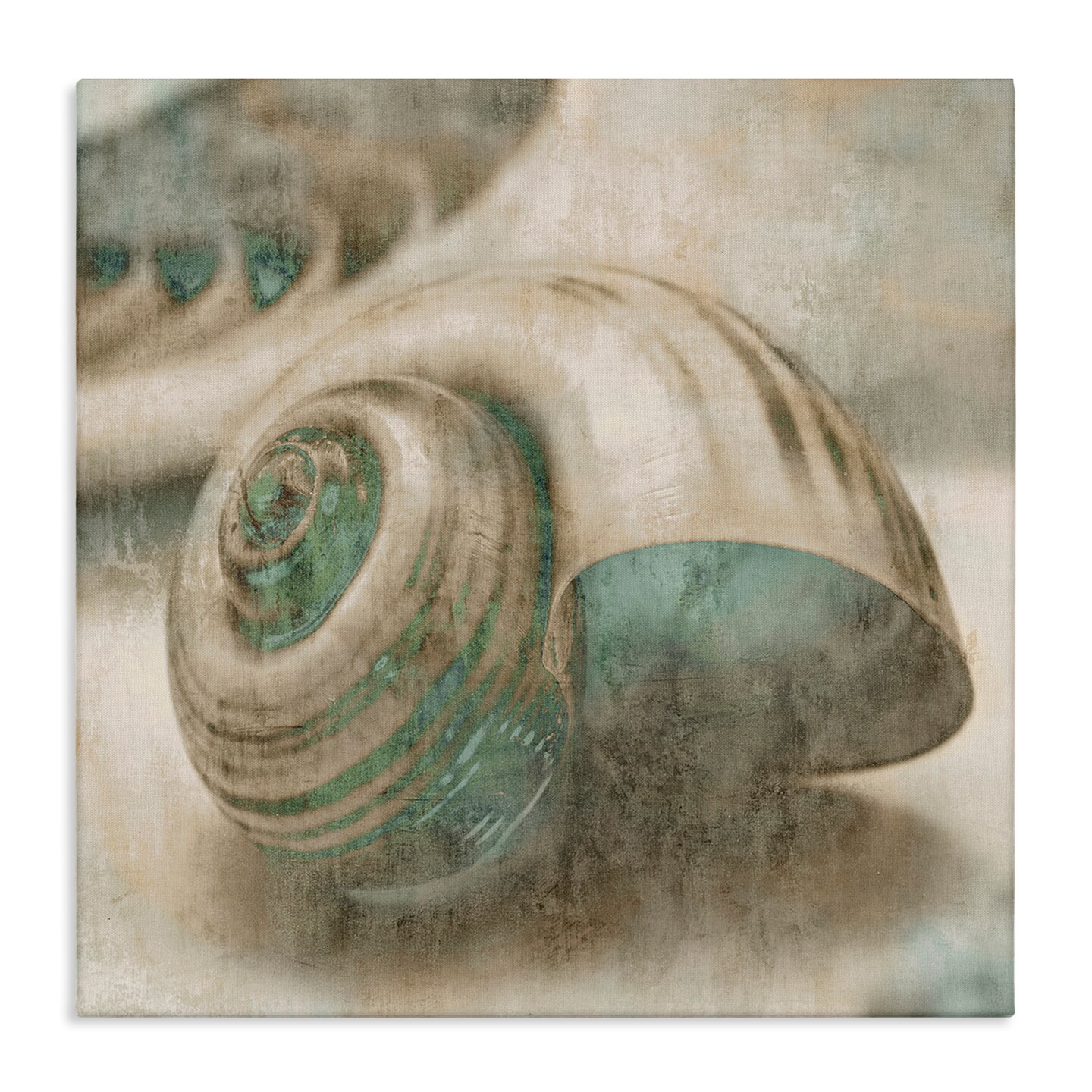 Stupell Industries Centered Sharkeye Seashell Canvas Wall Art