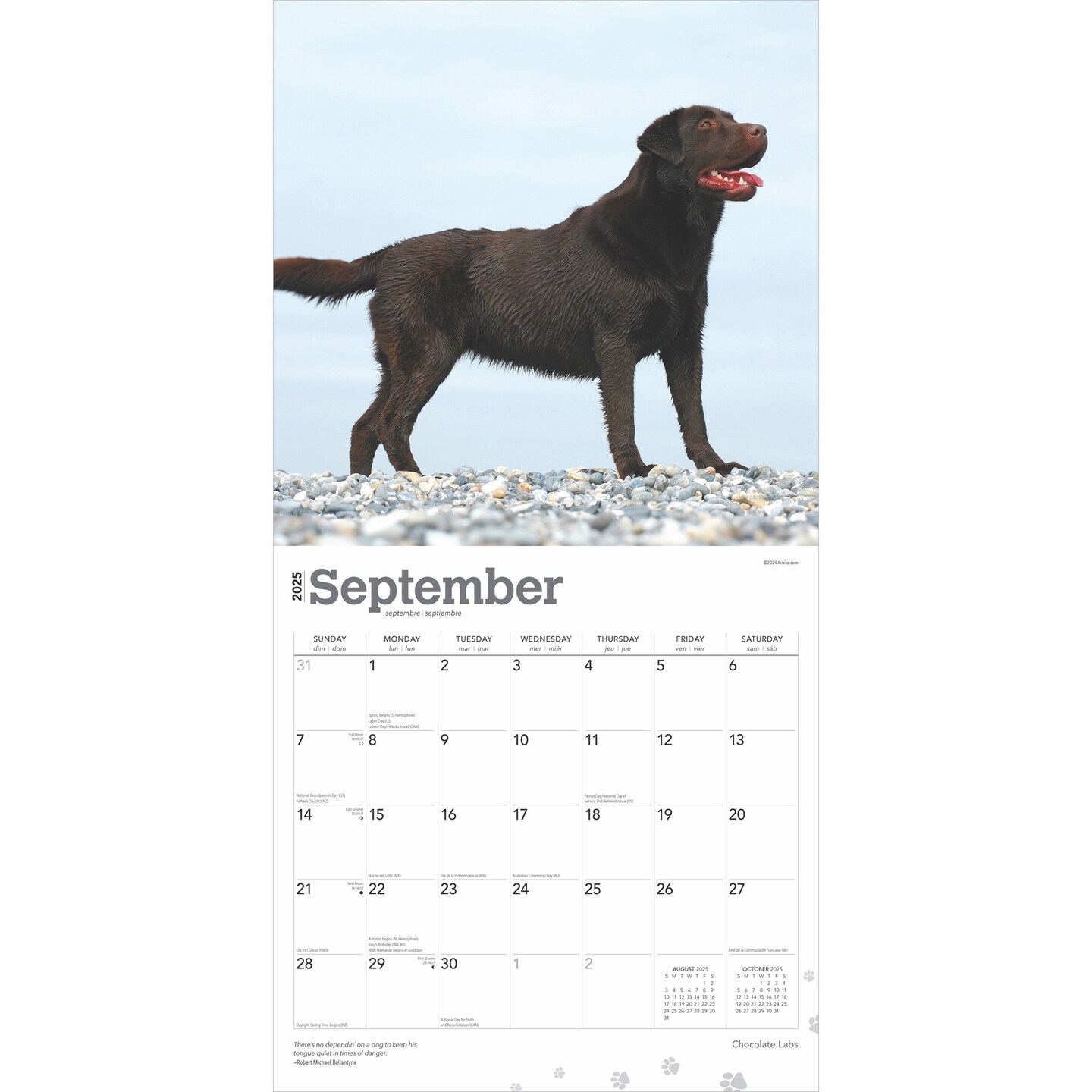 Chocolate Labrador Retrievers | 2025 12 x 24 Inch Monthly Square Wall Calendar | Plastic-Free | BrownTrout | Animals Dog Breeds