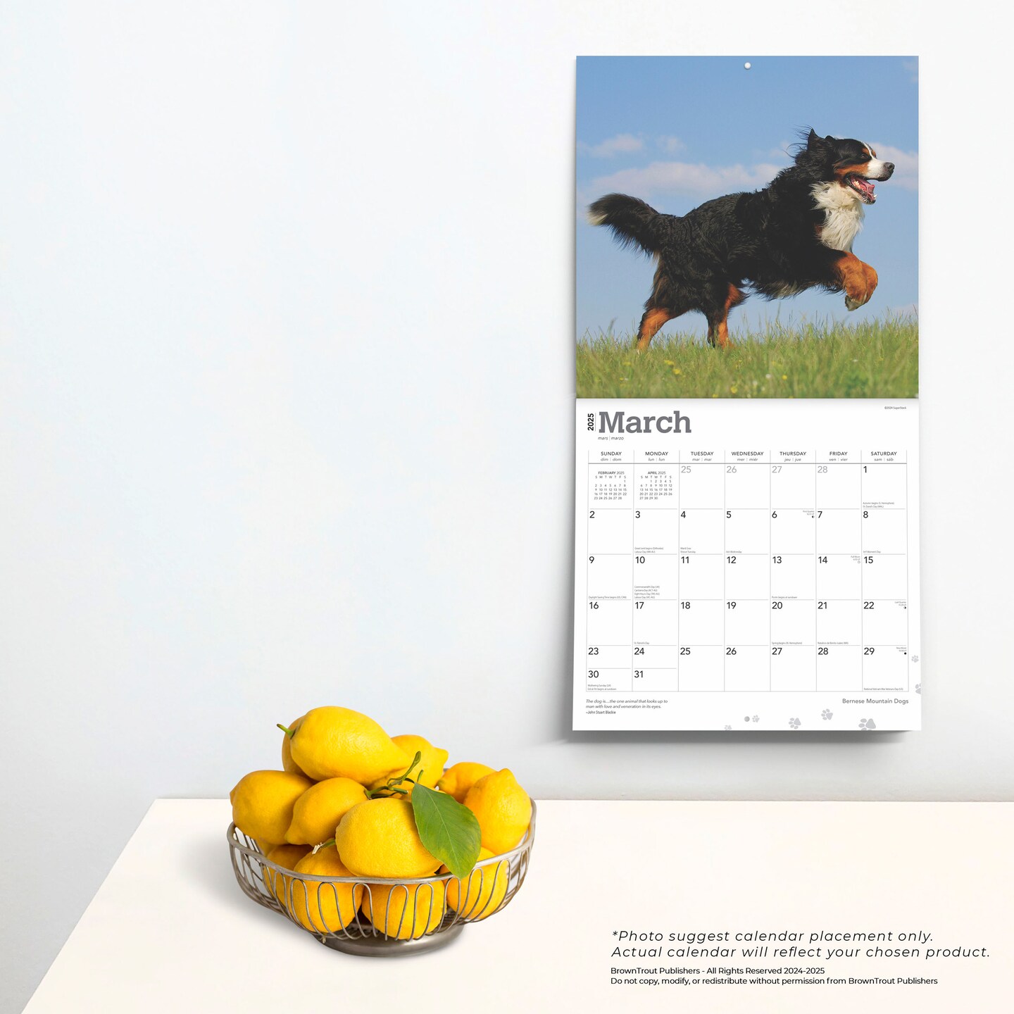 Bernese Mountain Dogs | 2025 12 x 24 Inch Monthly Square Wall Calendar | Plastic-Free | BrownTrout | Animals Breeds