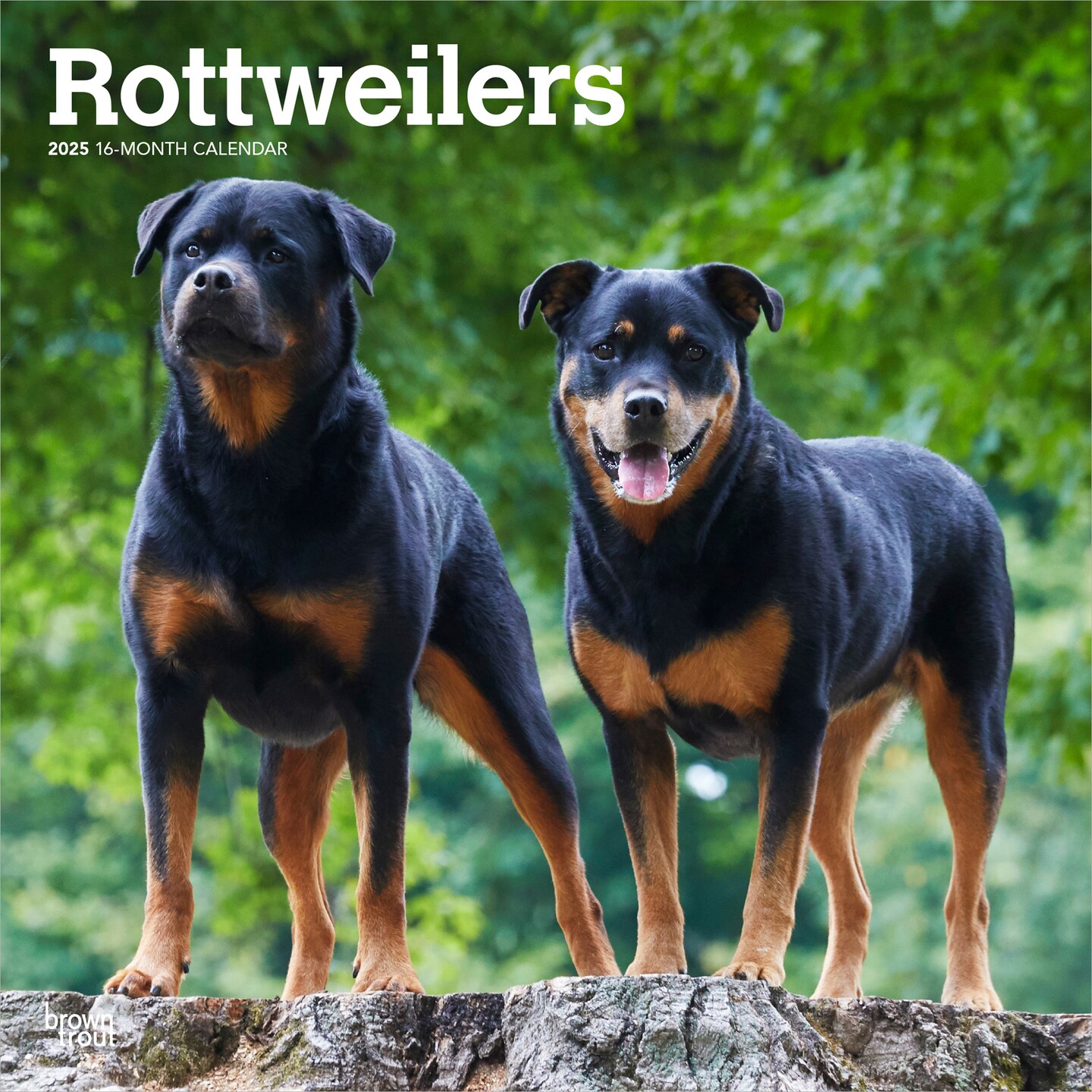 Rottweilers | 2025 12 x 24 Inch Monthly Square Wall Calendar | Plastic-Free | BrownTrout | Animals Dog Breeds