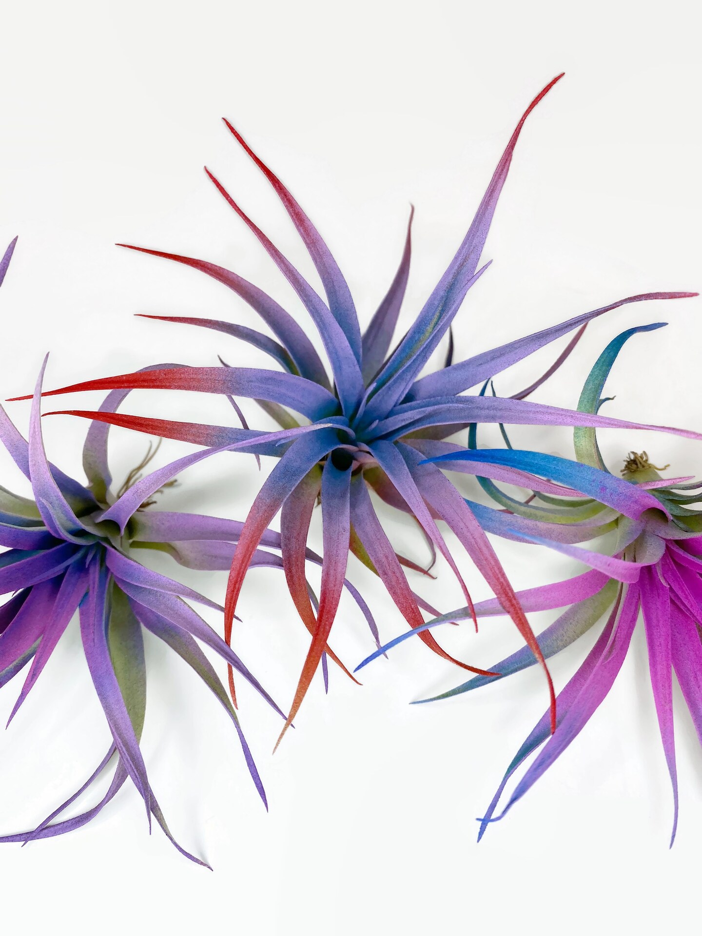 Buy 2 Get 1 FREE Rainbow Tillandsia Capitata Air Plant, Ionantha Air Plant,  Air Plants, Beach Wedding Decor, Tillandsia, Terrarium, Airplant | ...