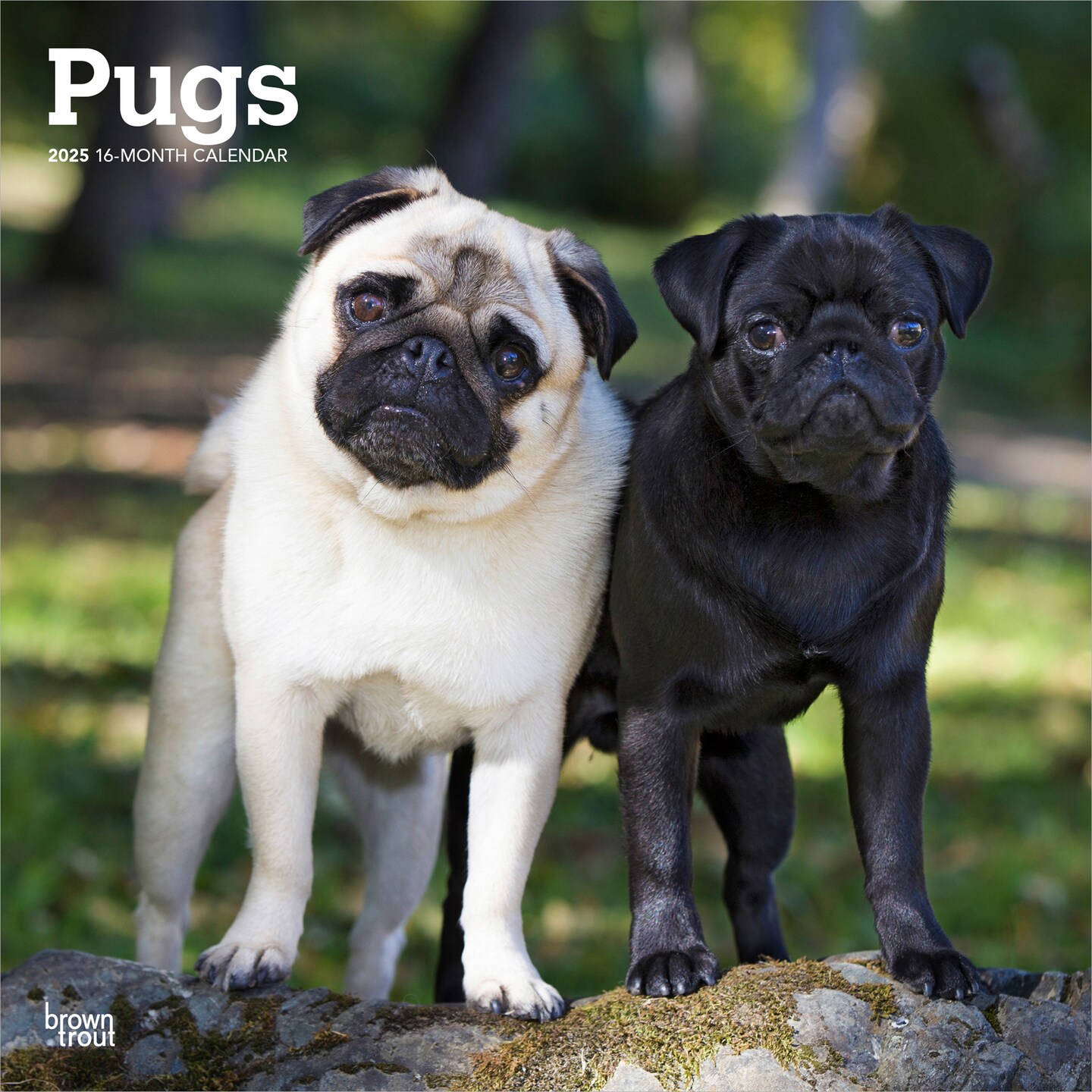 Pugs | 2025 12 x 24 Inch Monthly Square Wall Calendar | Plastic-Free | BrownTrout | Animals Dog Breeds