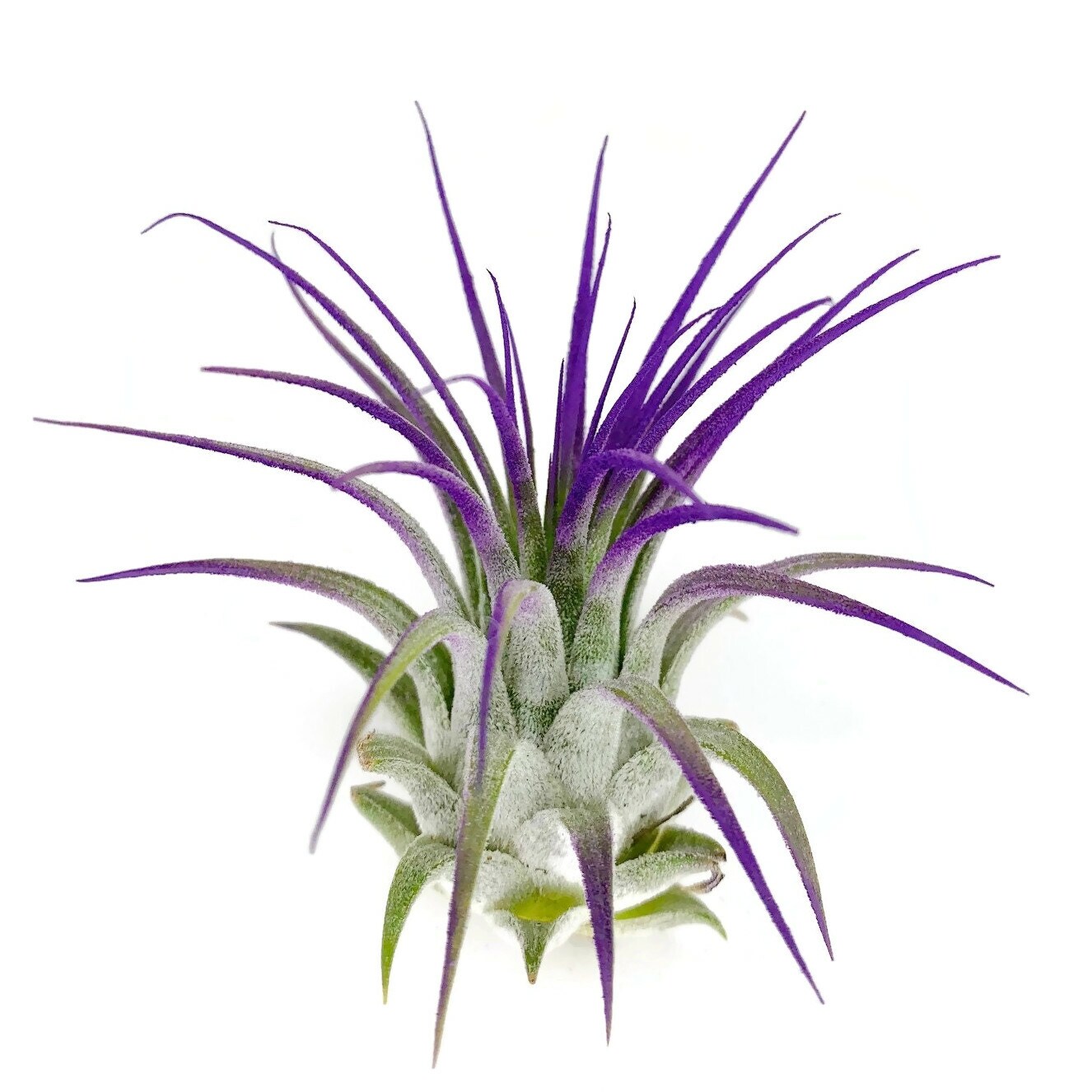 succulent aloe vera plant #ES41 Aloe 