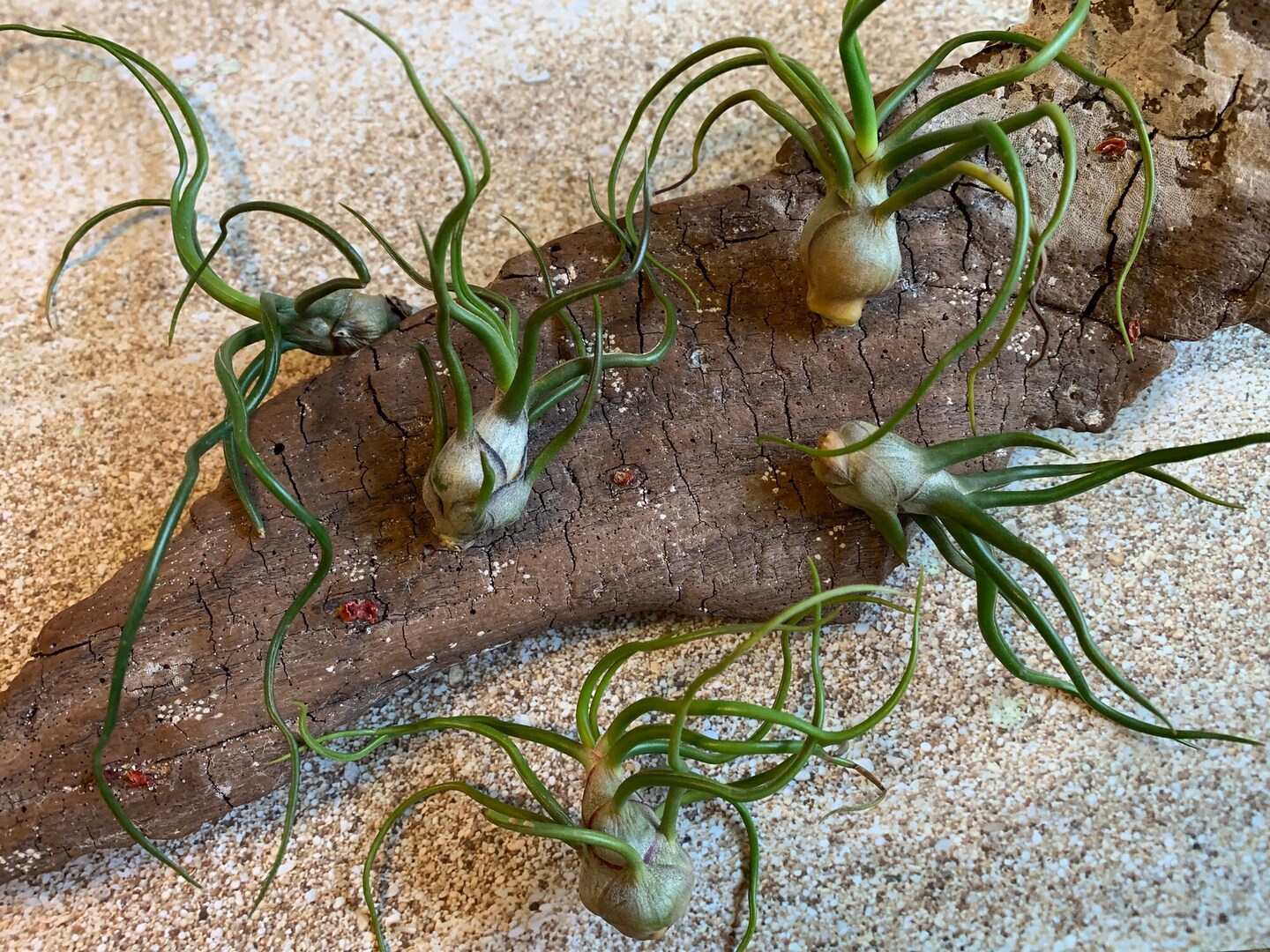 Bulbosa Air Plant, Tillandsia Air Plant, Guatemala Air Plant, Air Plants,  Wedding Decor, Plants, Airplants, Bulk, Tillandsia, Terrarium | MakerPlace  by Michaels