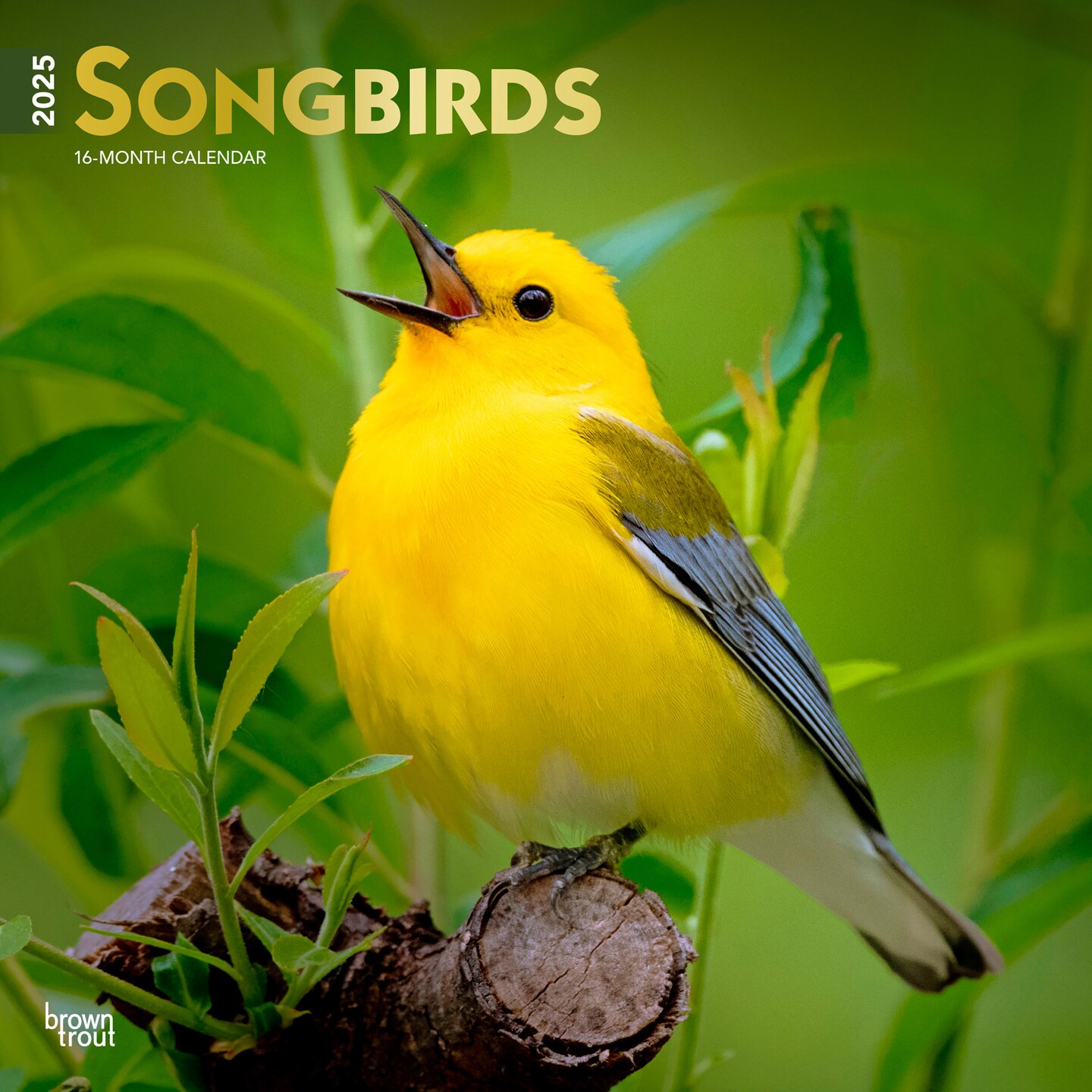 Songbirds | 2025 12 x 24 Inch Monthly Square Wall Calendar | Foil Stamped Cover | Plastic-Free | BrownTrout | Wildlife Animals
