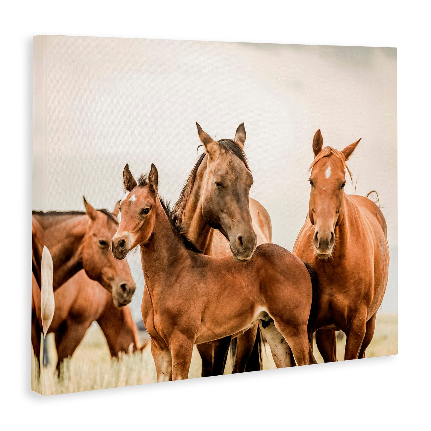 Stupell Industries Horse &#x26; Foals Photography Canvas Wall Art