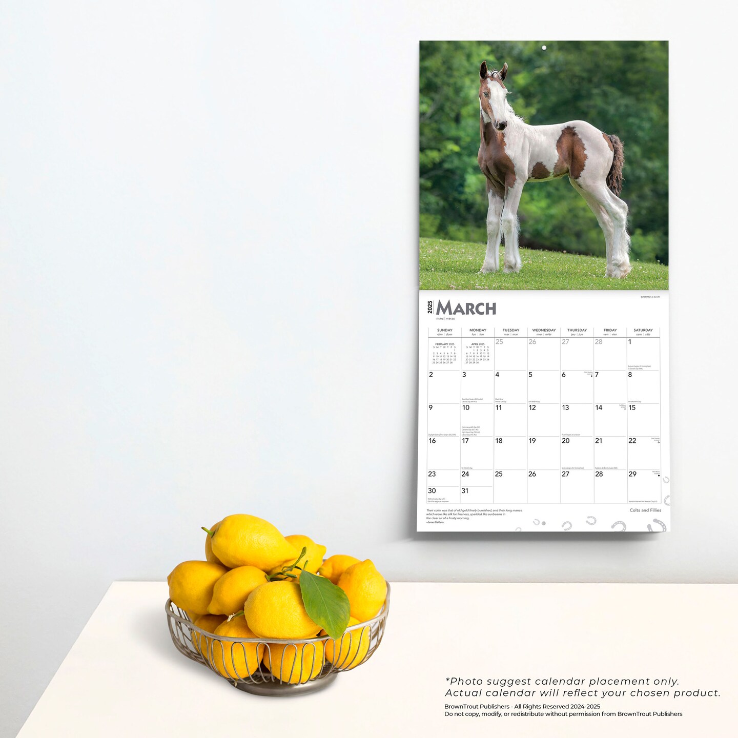 Colts and Fillies | 2025 12 x 24 Inch Monthly Square Wall Calendar | BrownTrout | Animals Equestrian
