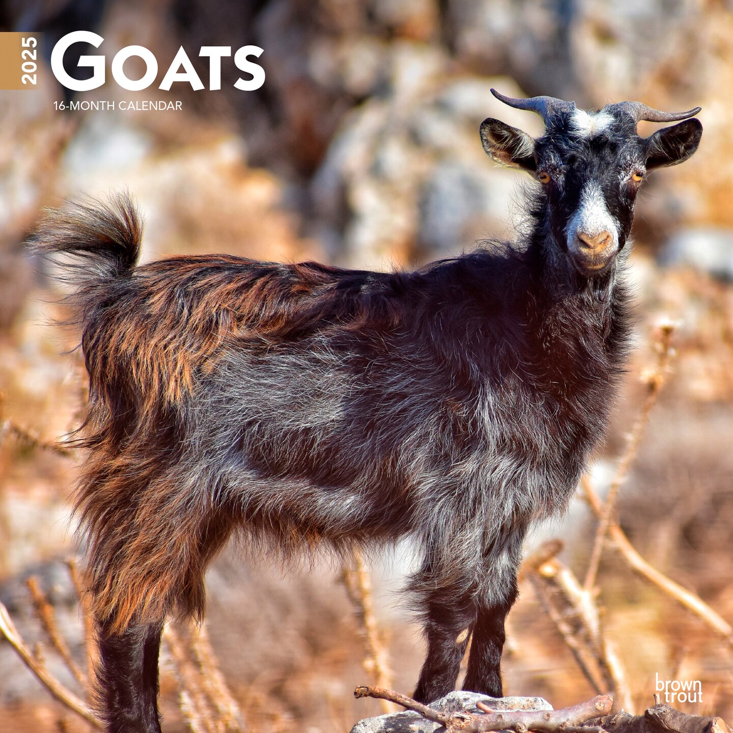 Goats | 2025 12 x 24 Inch Monthly Square Wall Calendar | Plastic-Free | BrownTrout | Domestic Farm Animals 