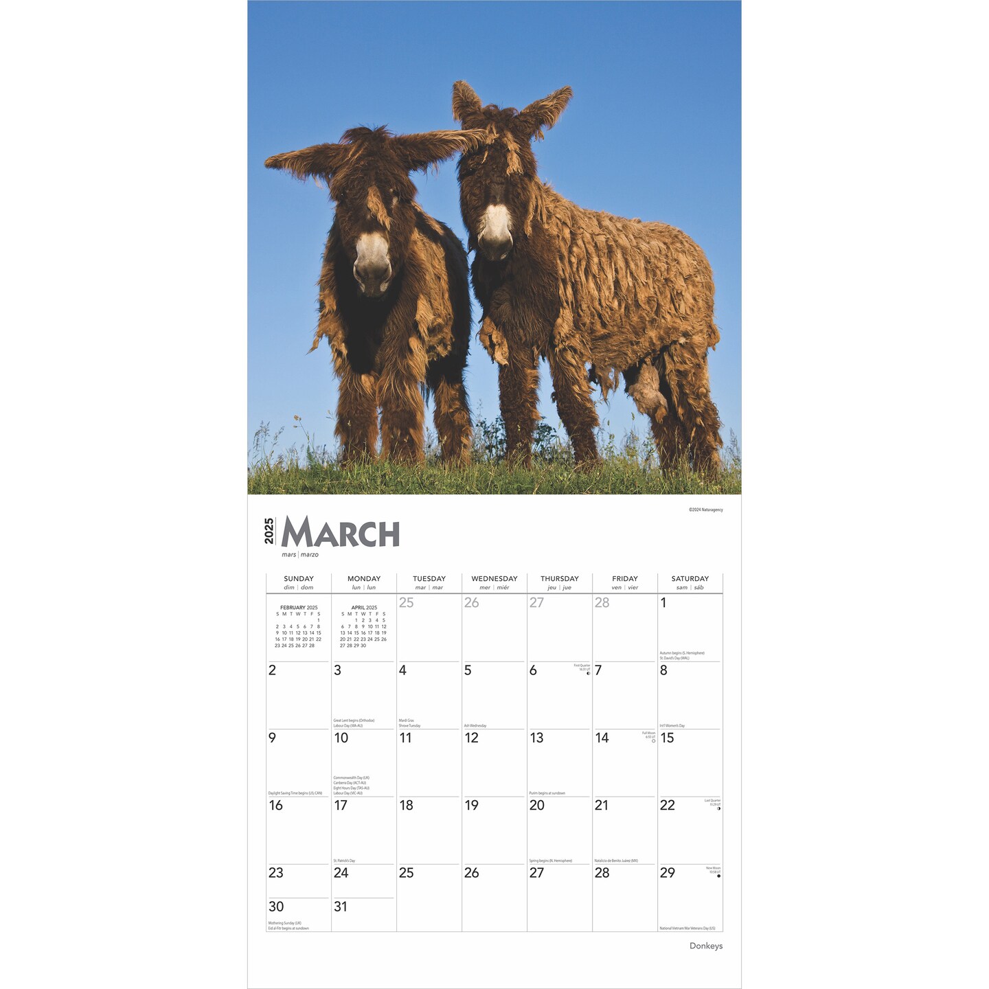 Donkeys | 2025 12 x 24 Inch Monthly Square Wall Calendar | Plastic-Free | BrownTrout | Domestic Animals