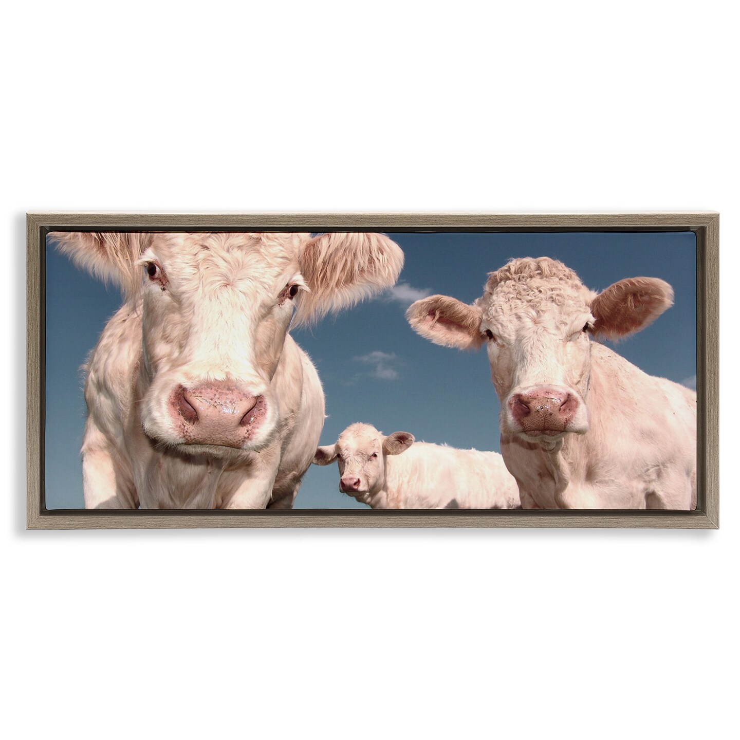 Stupell Industries Three White Cows Framed Floater Canvas Wall Art