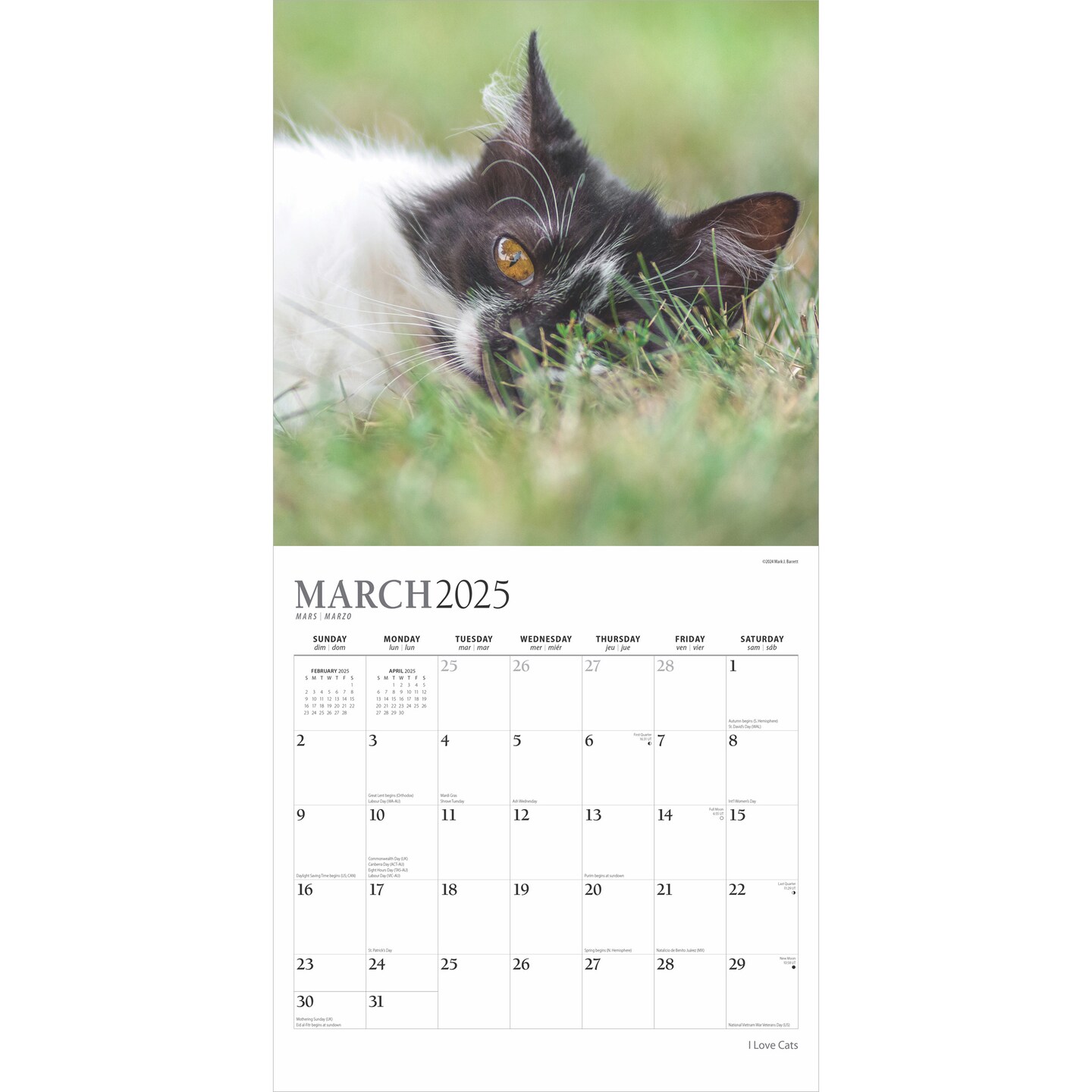 I Love Cats | 2025 12 x 24 Inch Monthly Square Wall Calendar | Foil Stamped Cover | Plato | Feline Kittens Pets