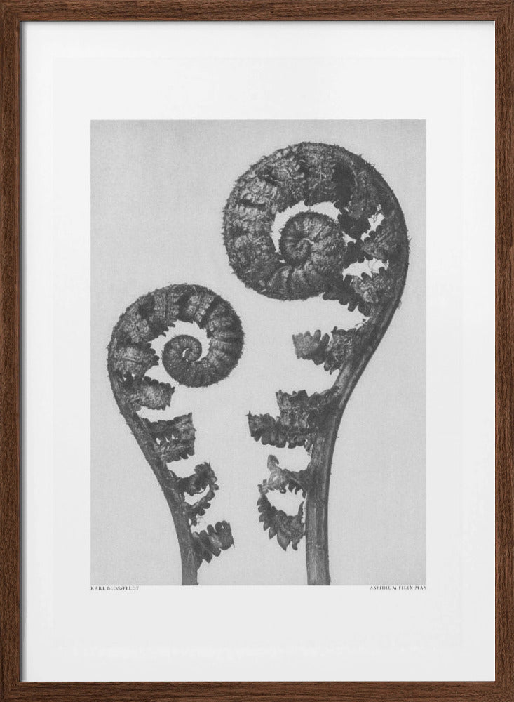 Aspidium Filix Mas Framed Art Modern Wall Decor Michaels