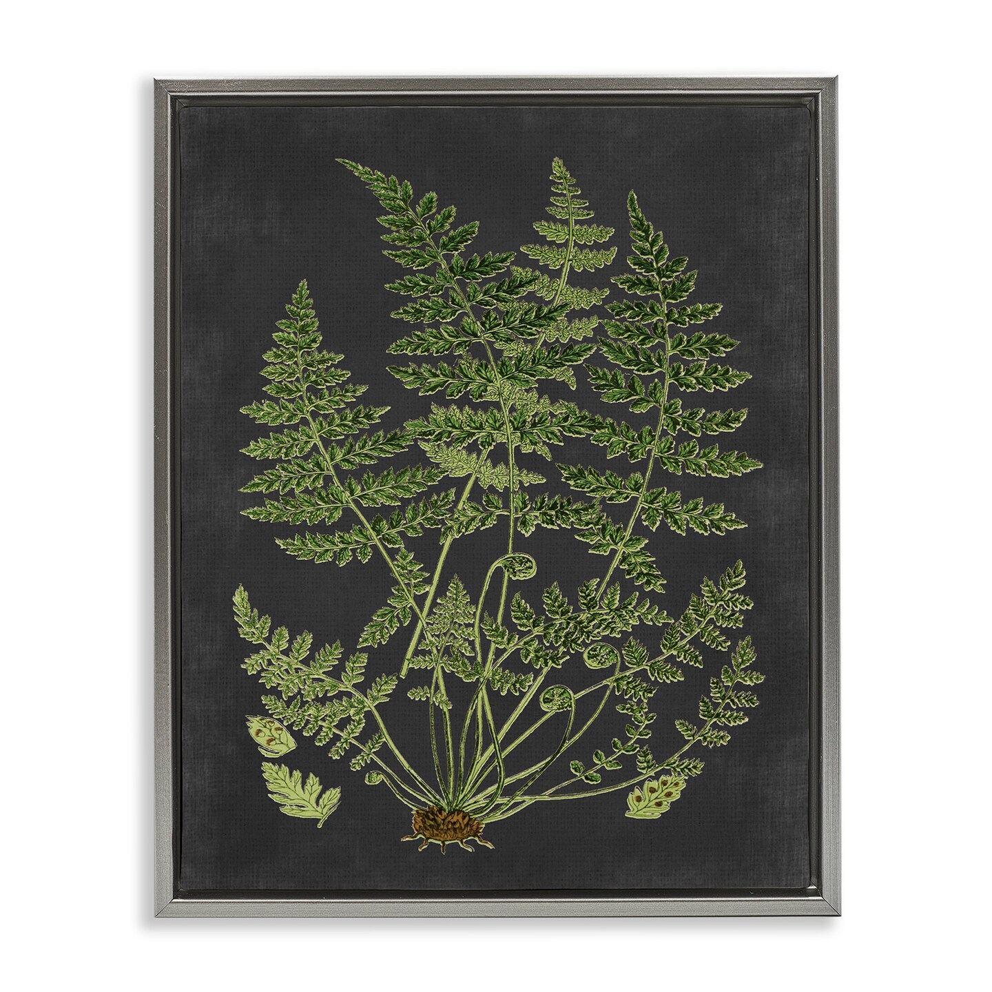 Stupell Industries Scientific Botanical Fern Drawing Framed Floater Canvas Wall Art