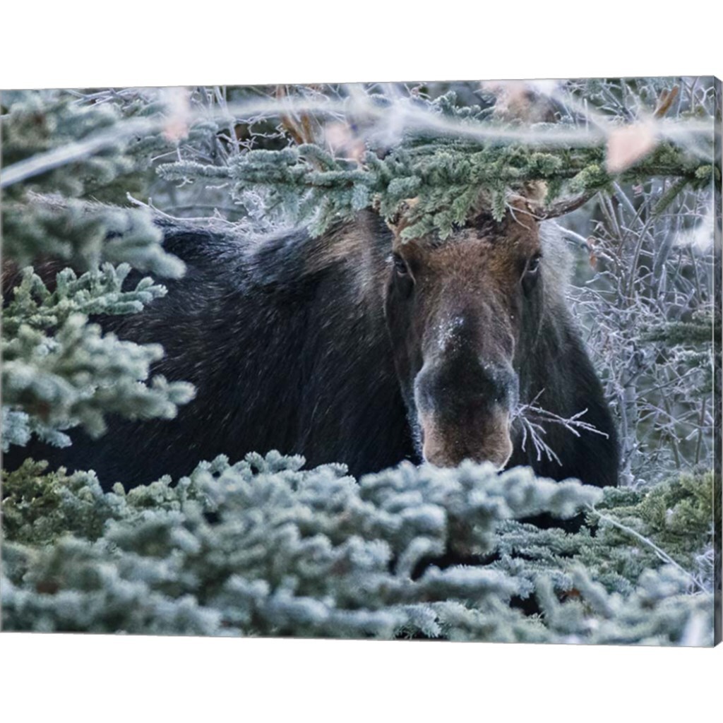 Hello Mr. Moose by Brenda Petrella Photography LLC 20" x 16" Canvas Wall Art