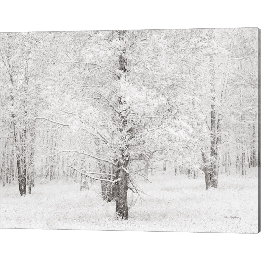 Snow Covered Cottonwood Trees by Alan Majchrowicz 20" x 16" Canvas Wall ...
