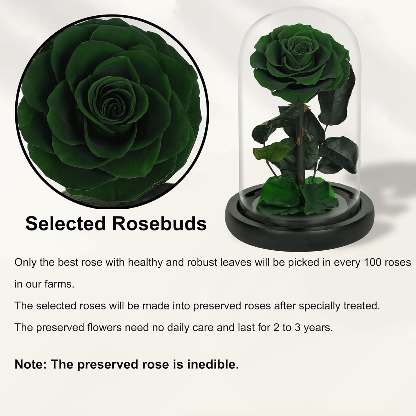 Handmade Preserved Roses in Glass Dome, Long lasting Green Roses Real, Flowers for Women