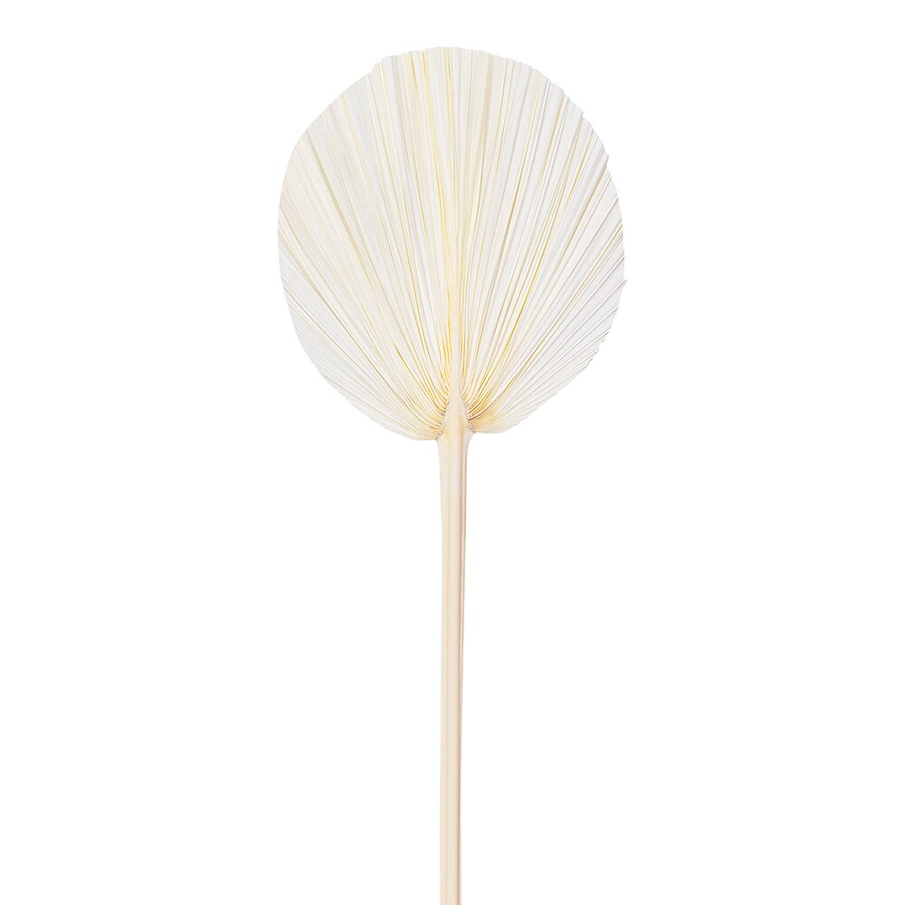 Palm Flower