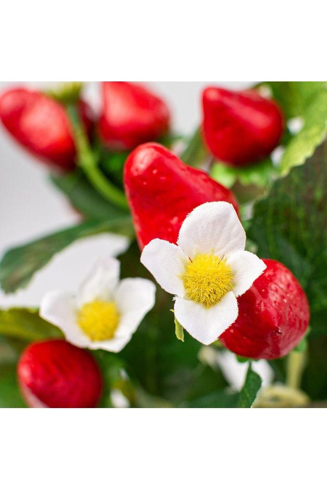 17&#x22; Strawberry Bush