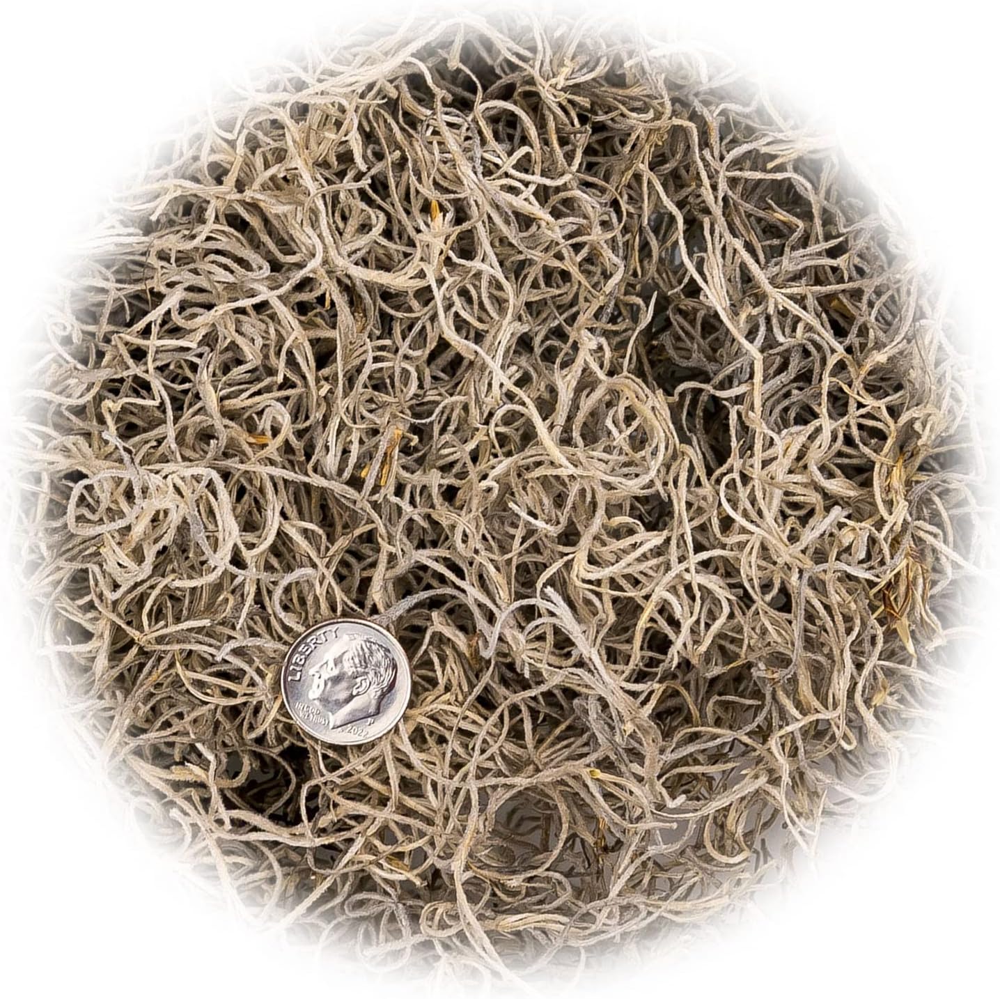 Premium Natural Spanish Moss | Natural Preserved - Great Ground Cover - Filler for Potted Plants
