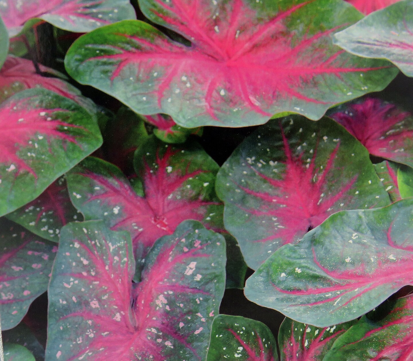 Caladium Party Punch 3 Bulbs -  Pink/White/Green