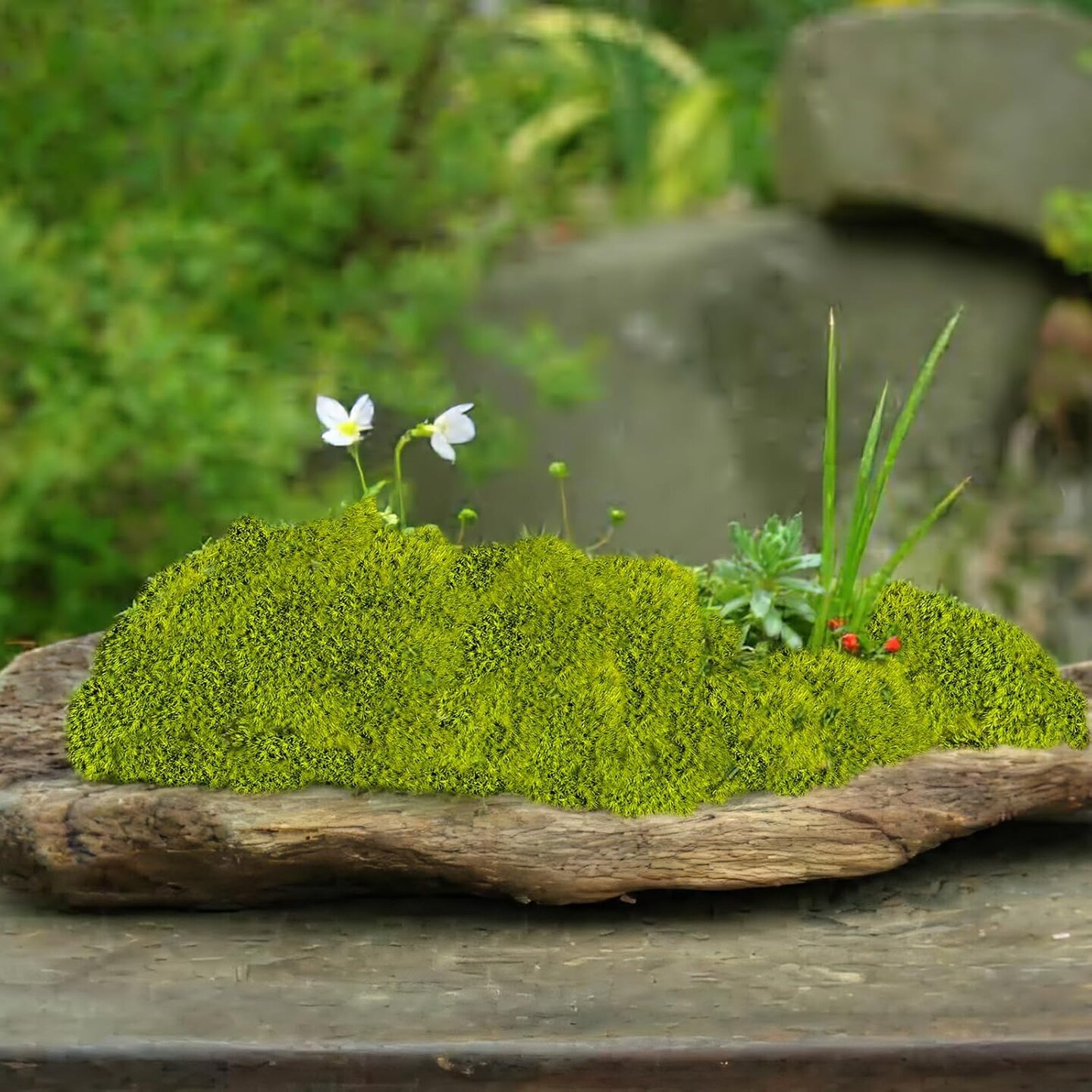 Preserved Pillow Moss Bulk Green Moss Balls for Bowls 2.5 sq.ft Natural Preserved Pole Moss Pillow for Wall Art Terrariums Crafts Fairy Gardens Pot Plants Easter Table Decor Yellow Green