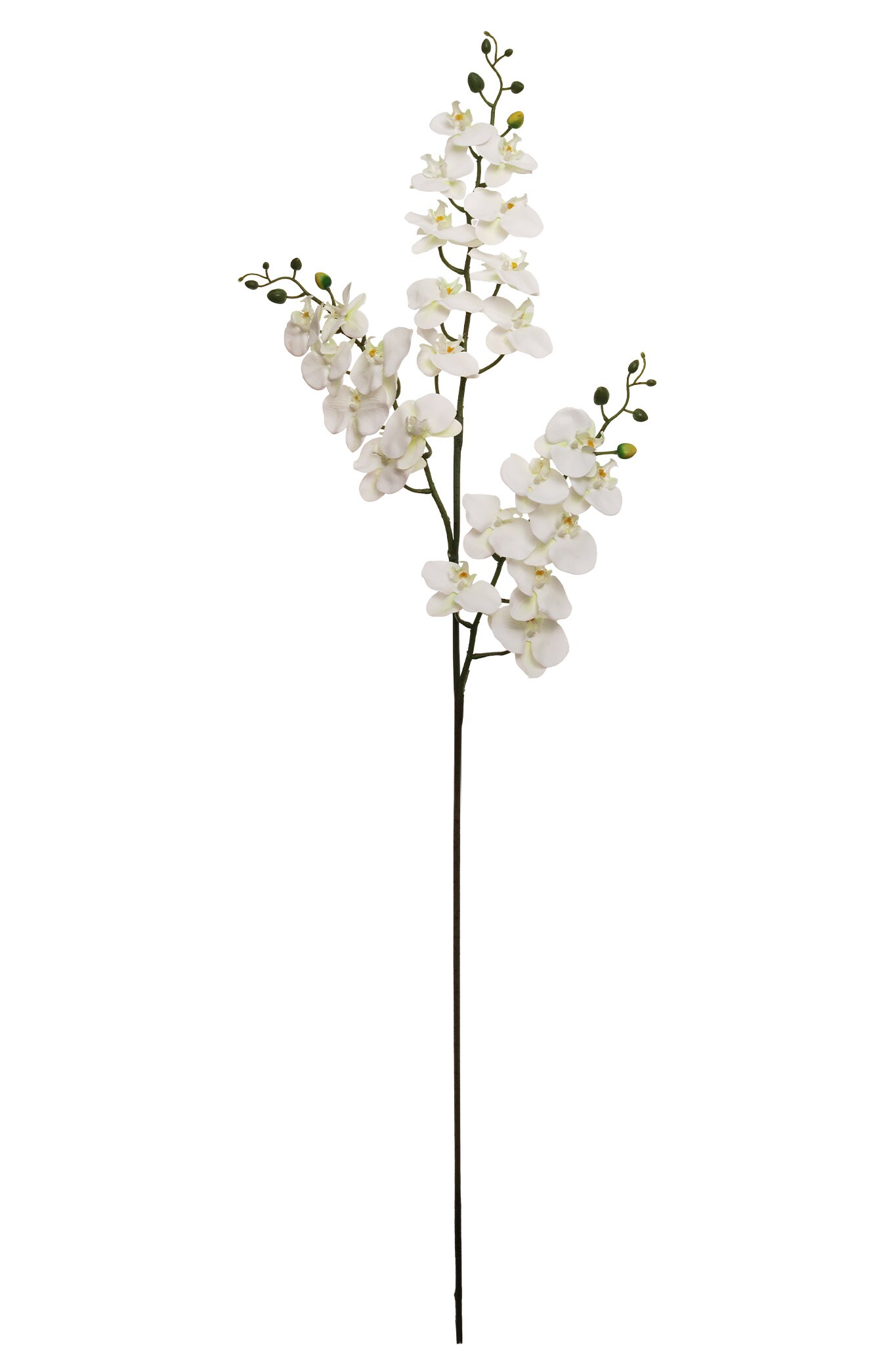 4PC 66" PHALAENOPS X3/24F/18B