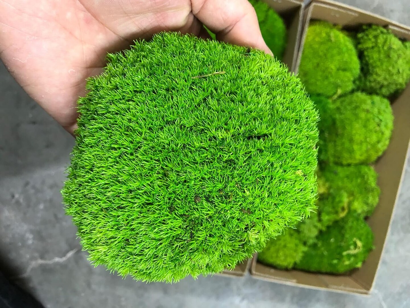 Preserved Pole Moss Pillow Bun Cushion Natural Green Decorative Real Natural Green DIY Kit Terrariums Gardenning Art Wall Decor Florist Decor Easter Table Wedding