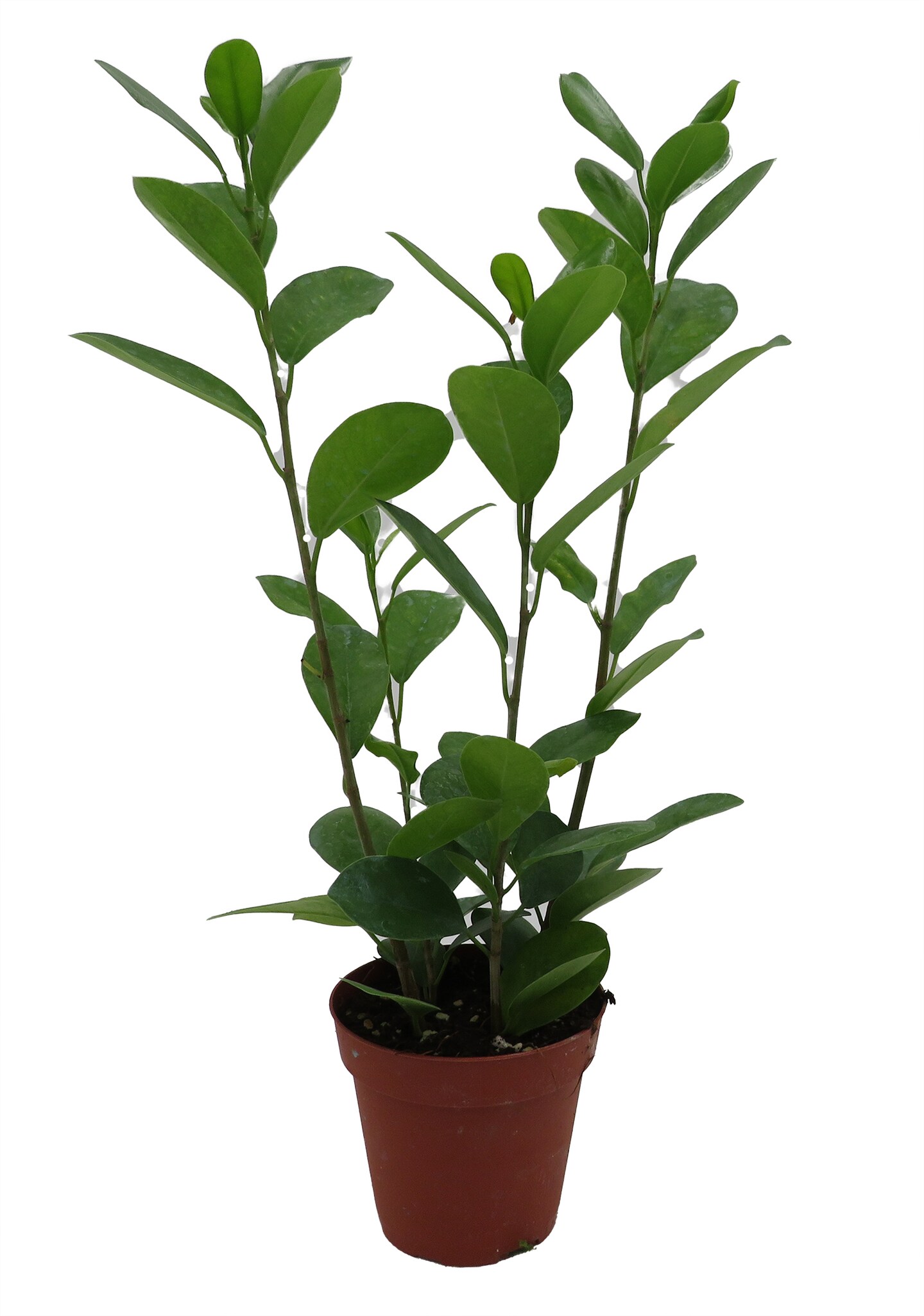 Moclame Ficus microcarpa - House Plant - 4" Pot