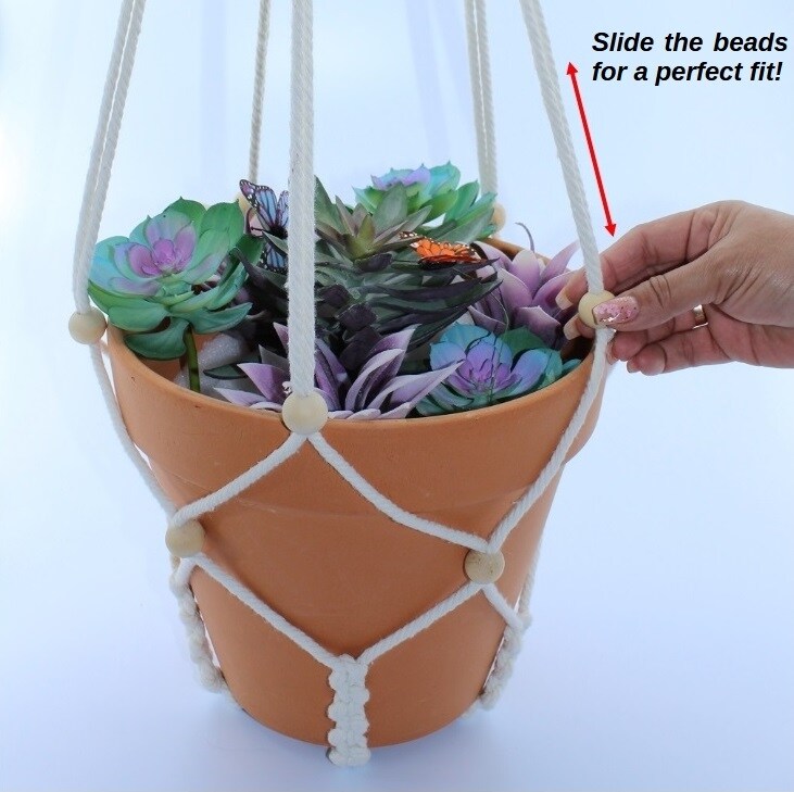 curly spider plant bonnie Spider Plant Curly Bonnie | Care Guide and Pro Tips - Delivery from Toronto  across Canada