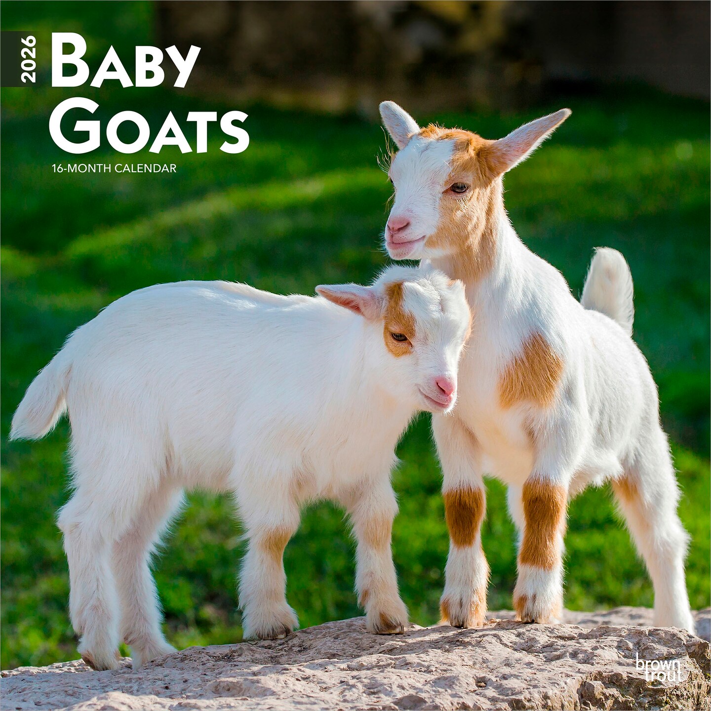 Baby Goats | 2026 12 x 24 Inch (Hanging) Monthly Square Wall Calendar | Plastic-Free | BrownTrout | Domestic Animals