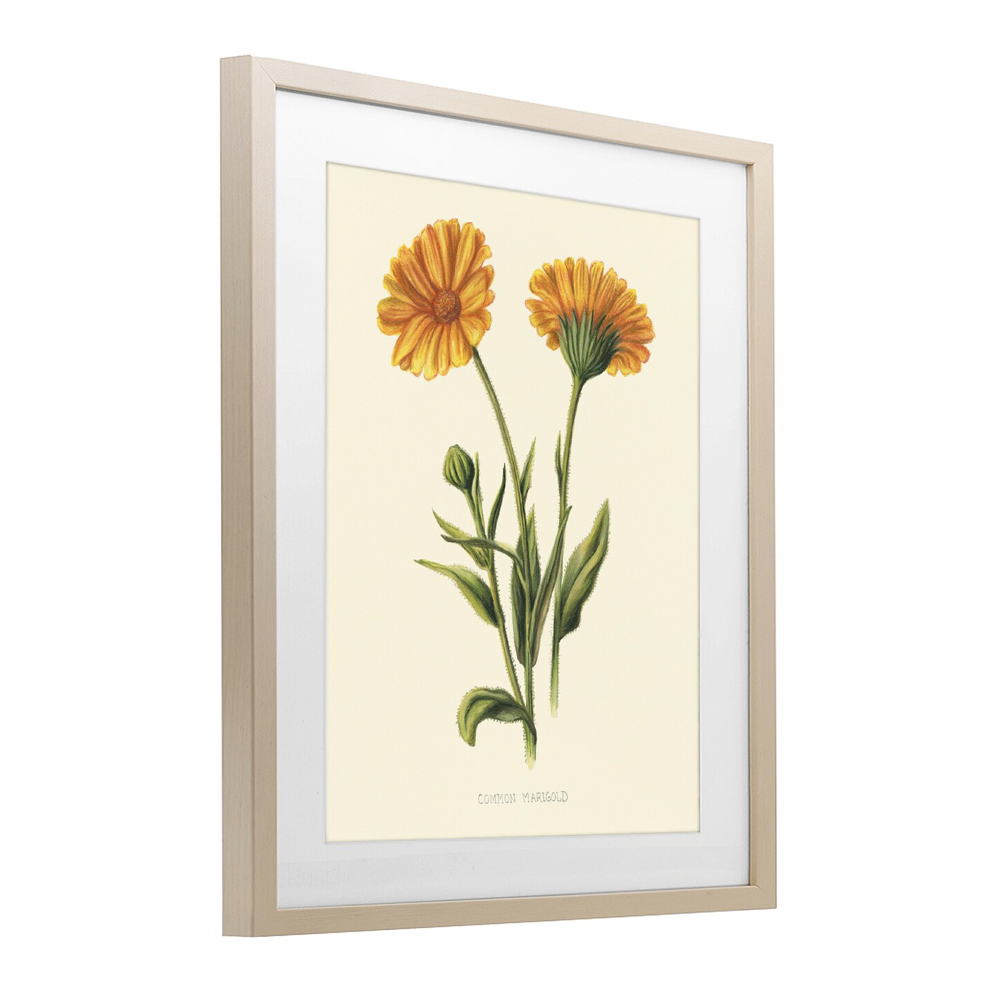 Stupell Industries Twin Marigold Blooms Framed Print Under Glass, design by Connie Resch