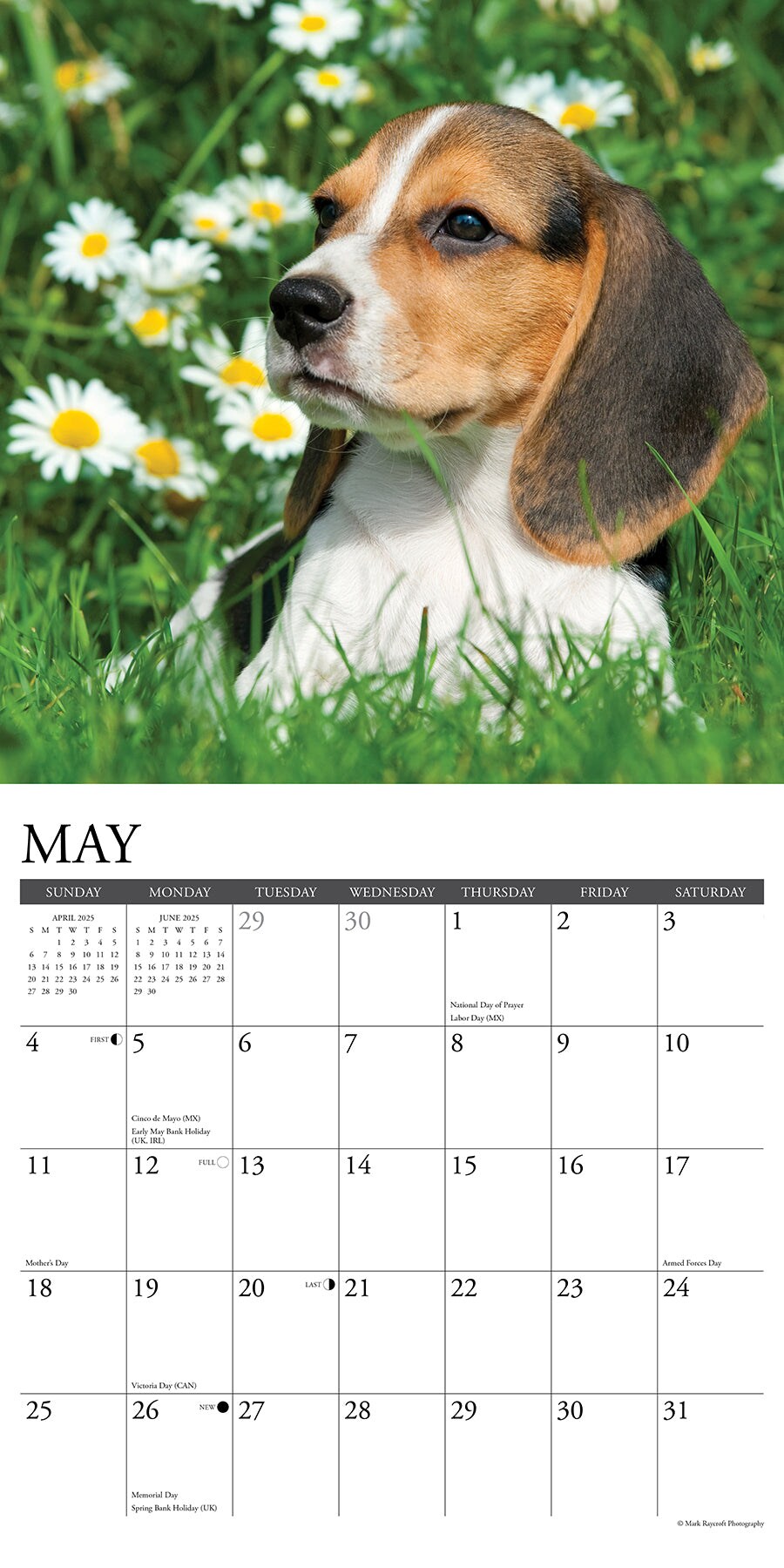 Beagle Puppies 2025 Wall Calendar