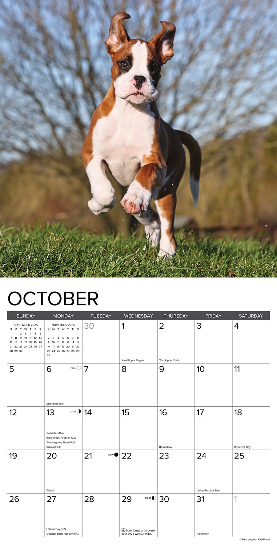 Boxer Puppies 2025 Wall Calendar