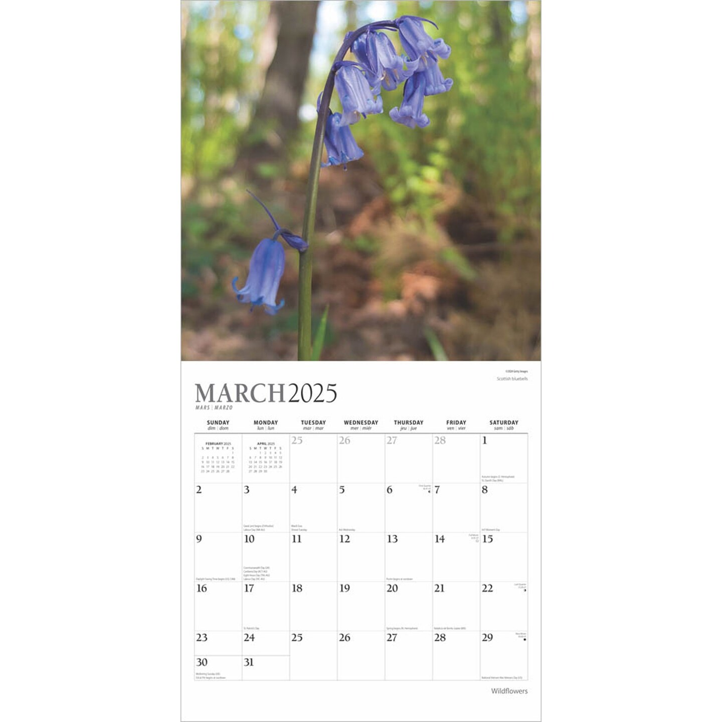 Wildflowers | 2025 12 x 24 Inch Monthly Square Wall Calendar | Foil Stamped Cover | Plato | Outdoor Plant Floral