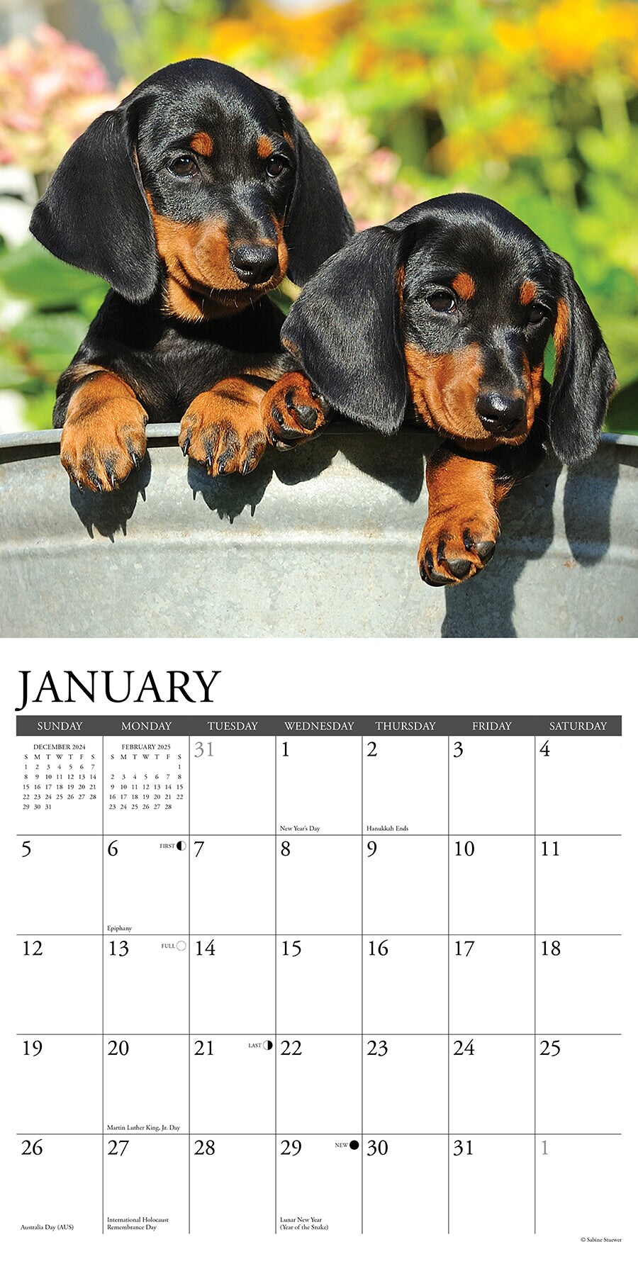 Dachshund Puppies 2025 Wall Calendar