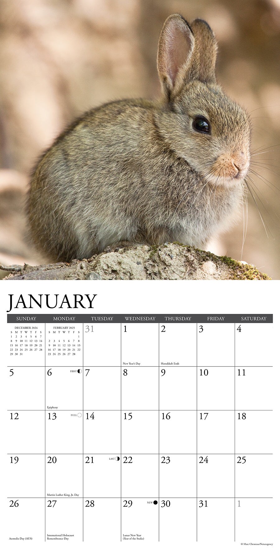 Bunnies 2025 Wall Calendar