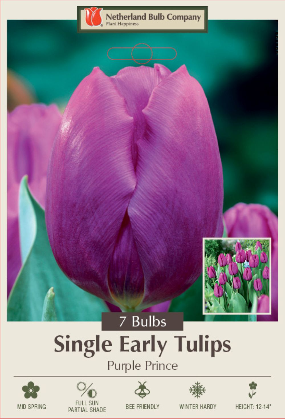 Purple Prince Single Early Tulip 7 Bulbs - 12/+ cm Bulbs